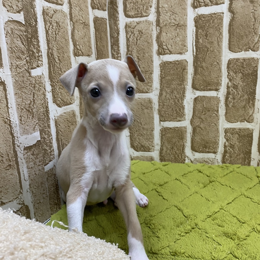 ブルー(青系)のイタリアングレーハウンドの子犬一覧 | ペット