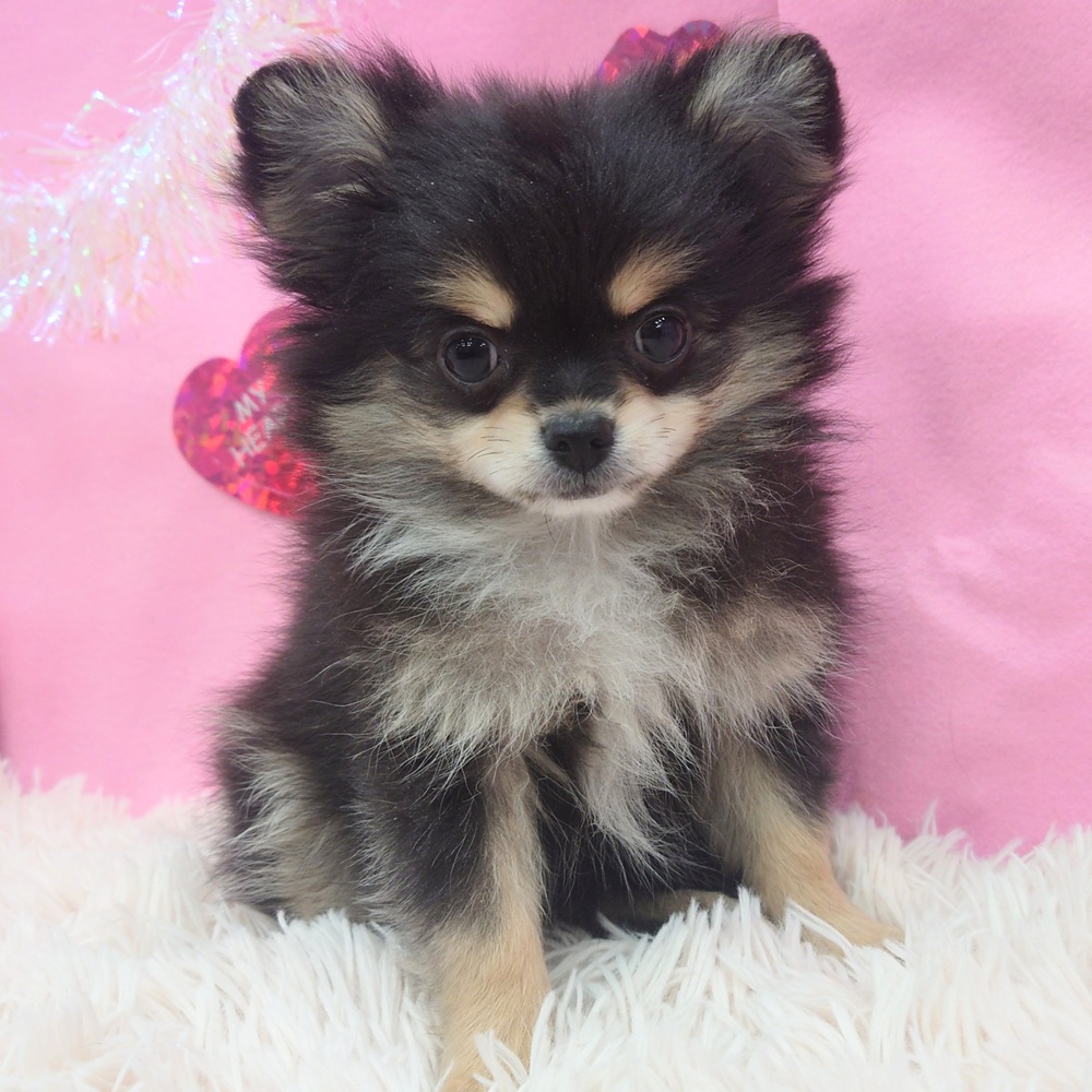 ハーフ犬の写真