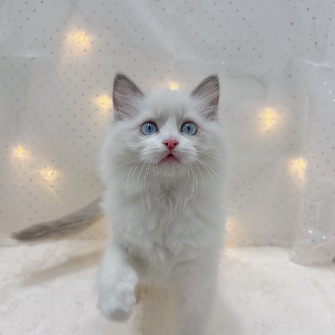 ラグドールの写真