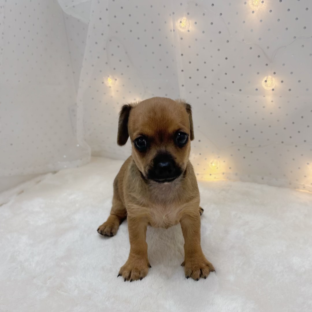 ハーフ犬の写真