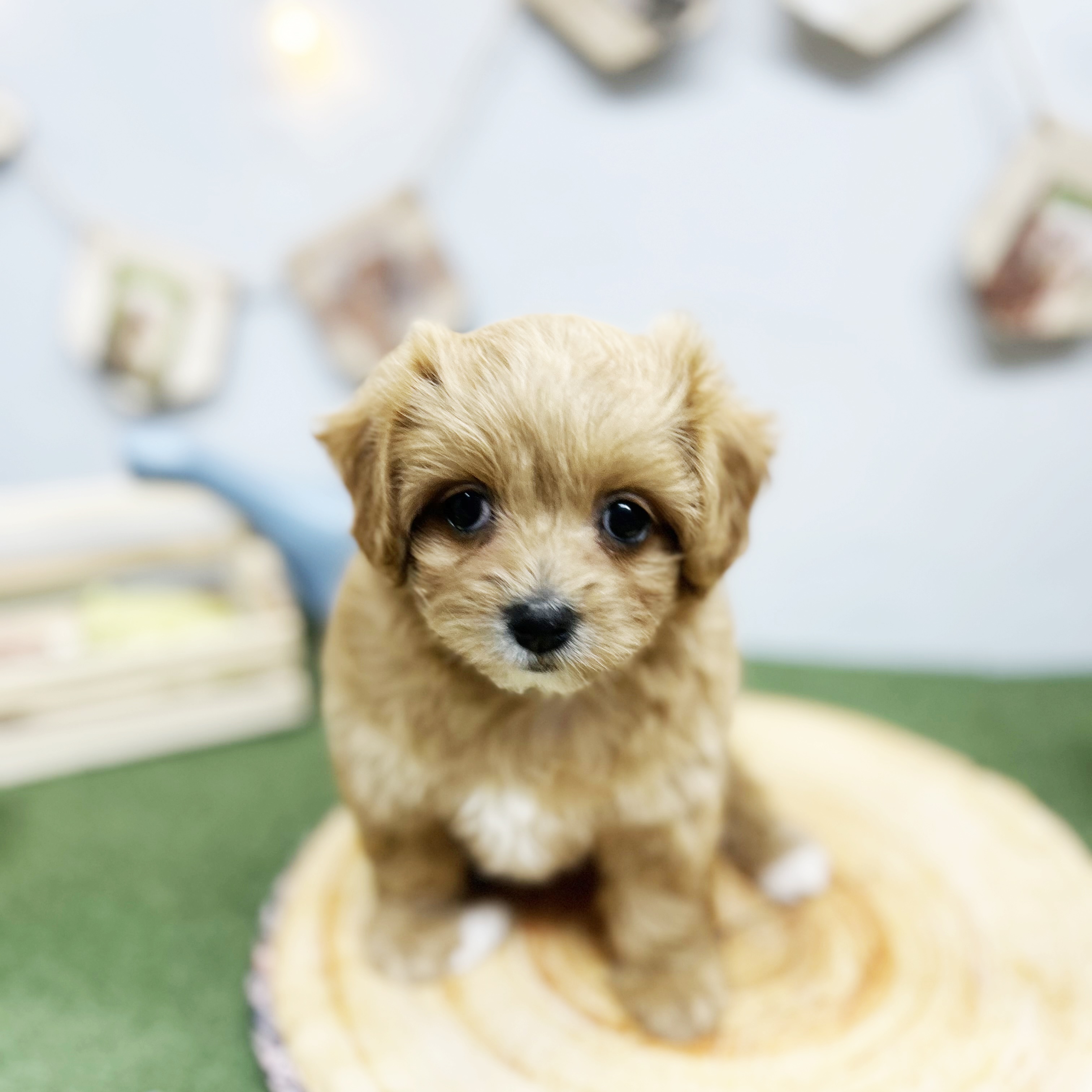 千葉県のマルプー(マルチーズ×プードル) (犬の家＆猫の里ワンズモール稲毛店/2025年2月25日生まれ/女の子/アプリコット)の子犬