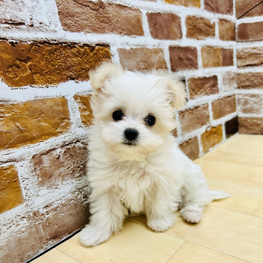 愛知県のチワマル/マルチワ(チワワ×マルチーズ) (犬の家＆猫の里七宝店/2025年3月5日生まれ/男の子/ホワイトクリーム)の子犬