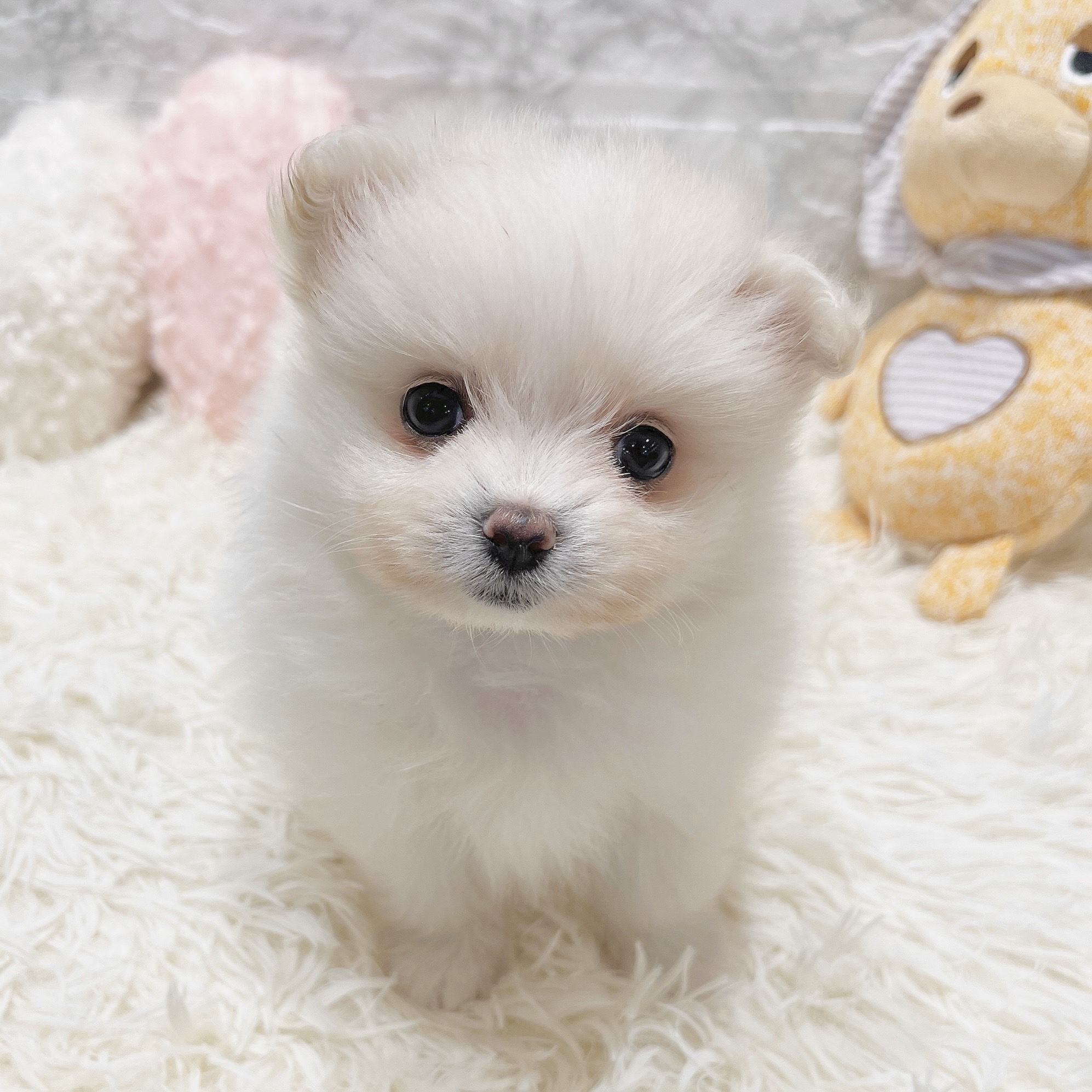 愛知県のポメマル/マルポメ(ポメラニアン×マルチーズ) (犬の家＆猫の里MiO香久山店/2025年3月4日生まれ/女の子/クリームホワイト)の子犬