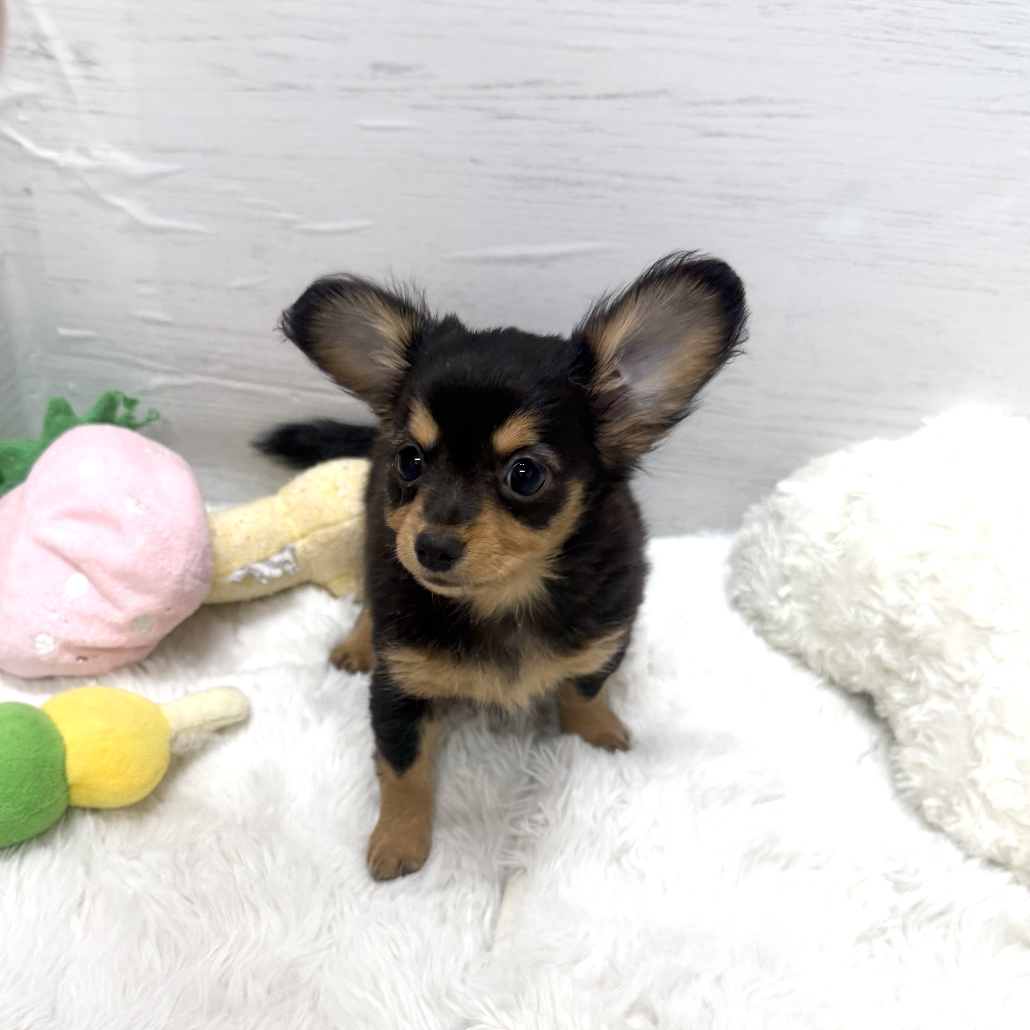 愛知県のチワックス(チワワ×ダックス) (犬の家＆猫の里岡崎店/2025年3月17日生まれ/男の子/ブラックタン)の子犬