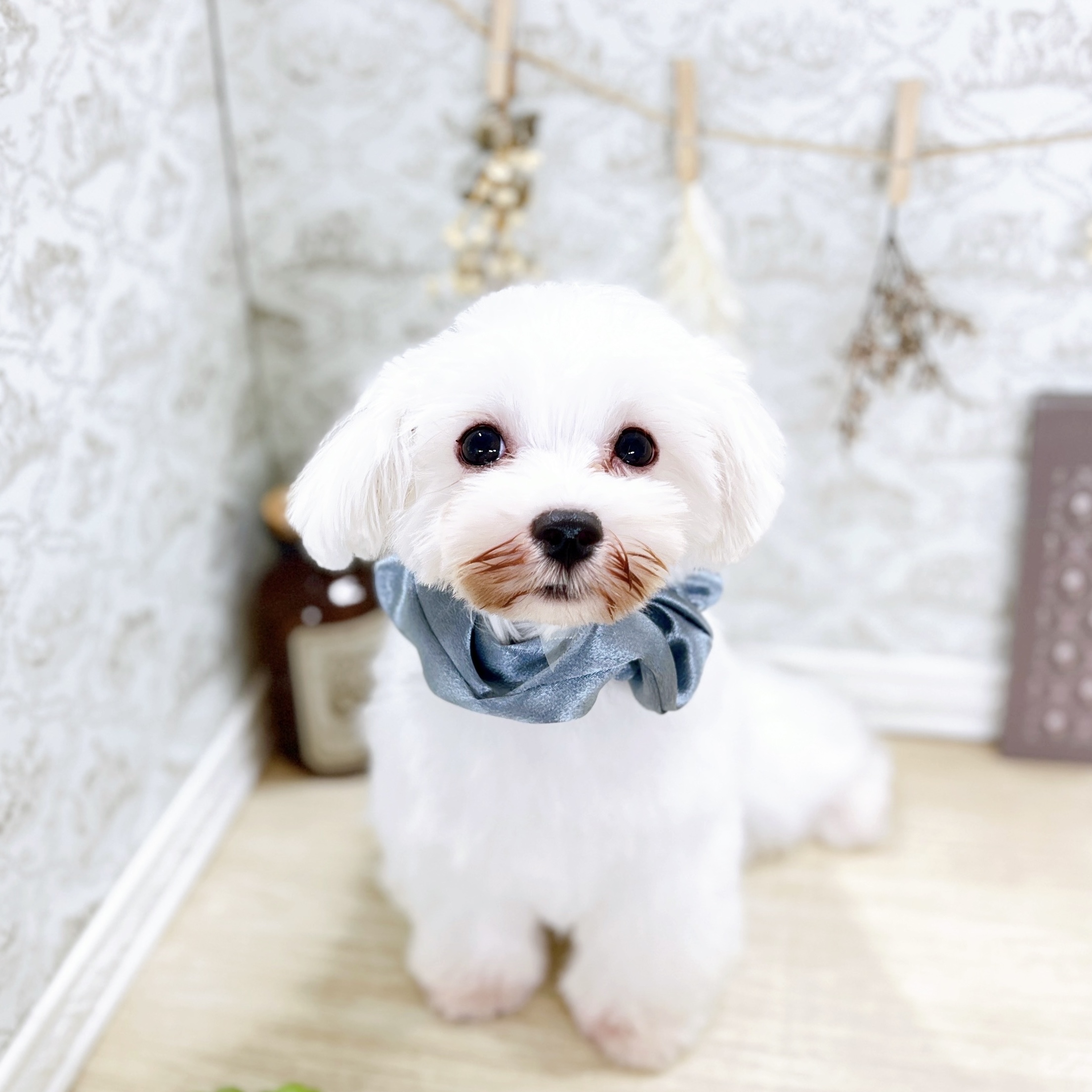 福井県のマルチーズ (犬の家＆猫の里アミーゴ福井大和田店/2025年3月22日生まれ/男の子/ホワイト)の子犬の1枚目の画像