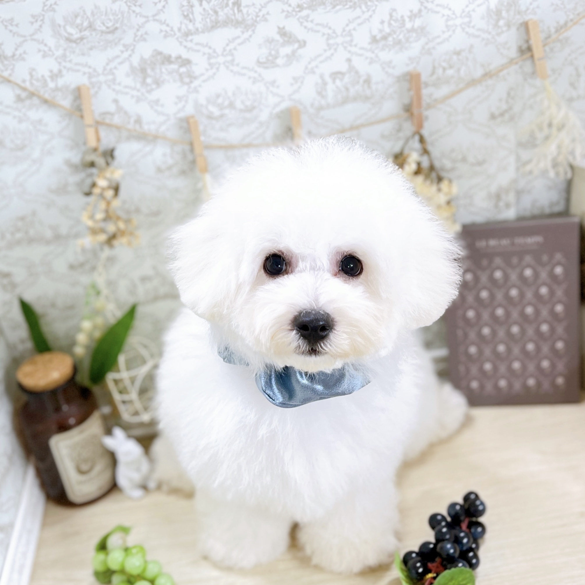 福井県のビションプー(ビションフリーゼ×プードル) (犬の家＆猫の里アミーゴ福井大和田店/2025年4月1日生まれ/男の子/ホワイト)の子犬の1枚目の画像