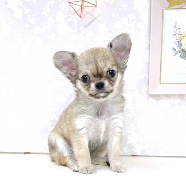 富山県のチワワ(ロング) (犬の家＆猫の里アミーゴ高岡蓮花寺店/2025年4月15日生まれ/男の子/フォーンホワイト)の子犬