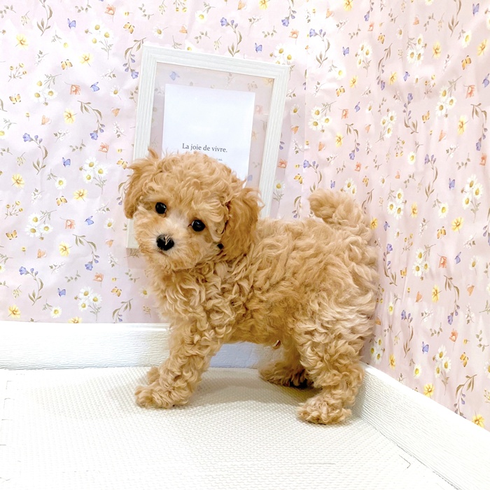 石川県のトイプードル(トイ) (犬の家＆猫の里金沢店/2025年4月20日生まれ/男の子/アプリコット)の子犬の1枚目の画像