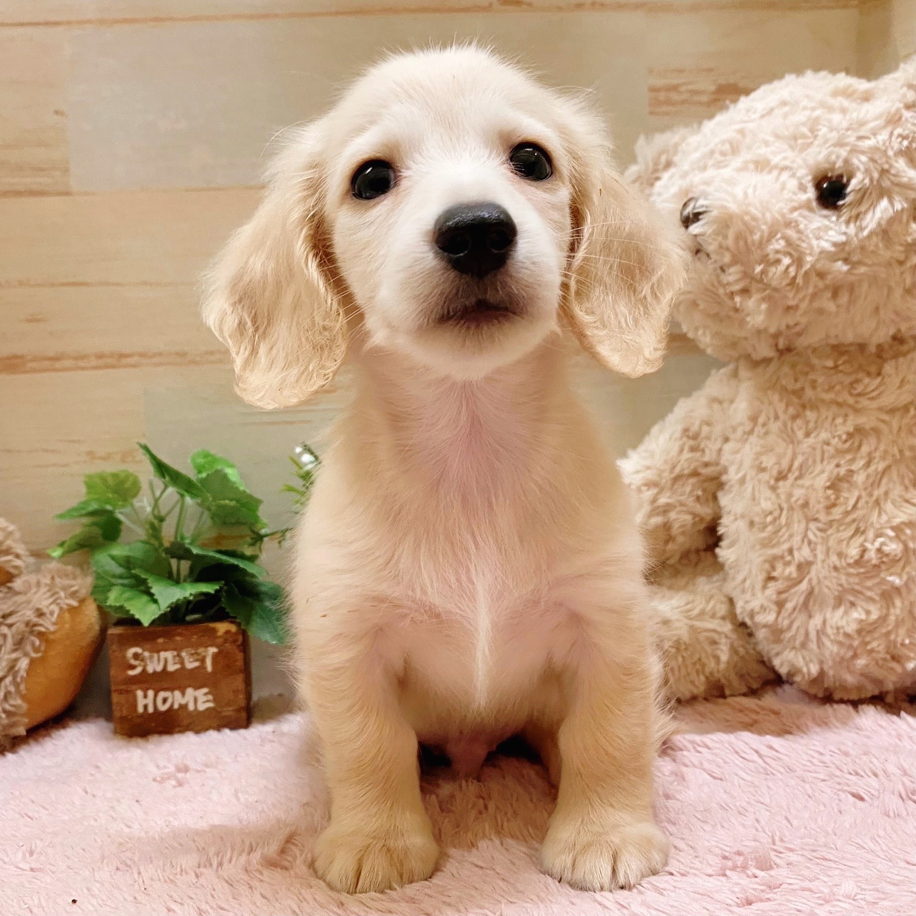 兵庫県のミニチュアダックスフンド(ロング) (犬の家＆猫の里神戸店/2025年4月17日生まれ/男の子/イエロー)の子犬