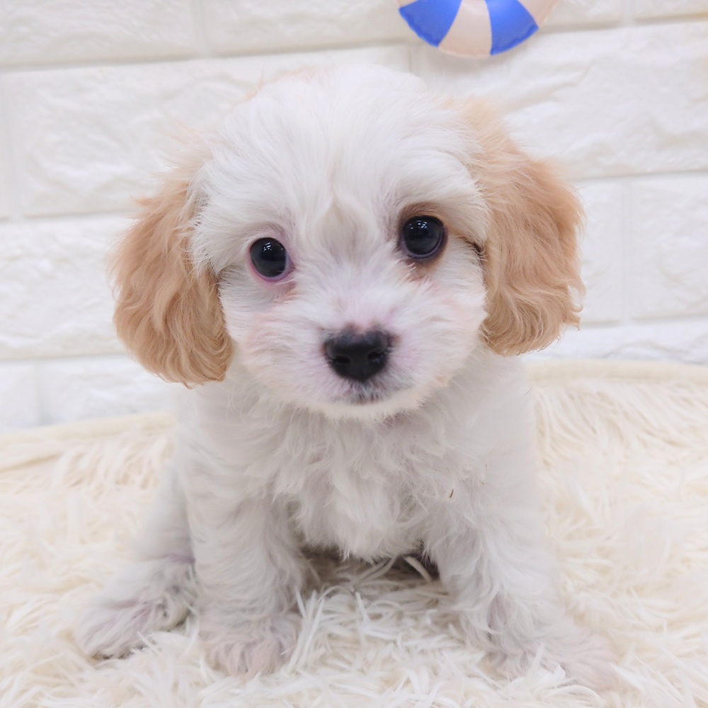 愛知県のハーフ犬・ミックス犬 (犬の家＆猫の里MEGAドン・キホーテ東海名和店/2025年4月29日生まれ/女の子/クリームホワイト)の子犬の1枚目の画像
