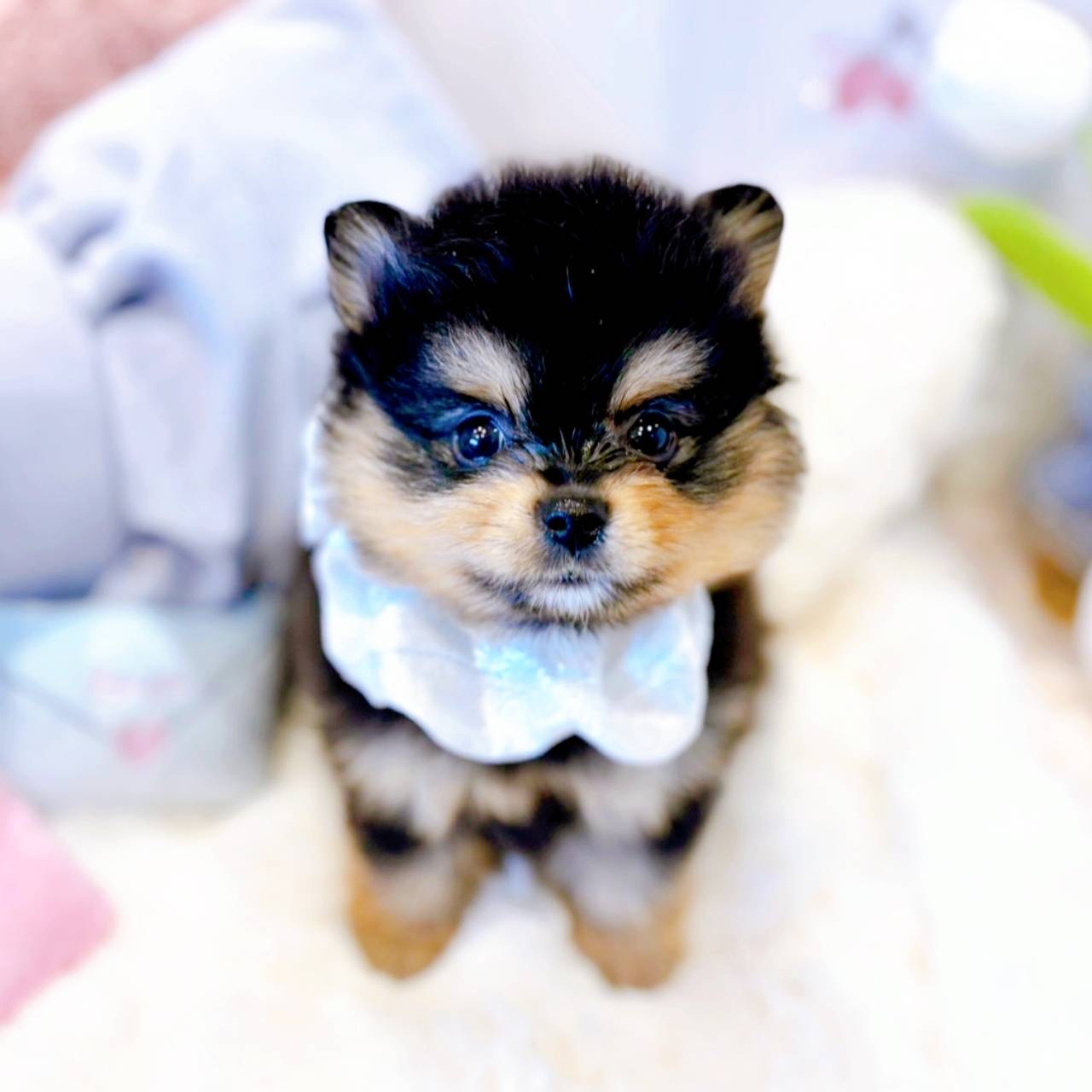 福井県のポメラニアン (犬の家＆猫の里福井店/2025年5月12日生まれ/女の子/ブラックタン)の子犬の1枚目の画像