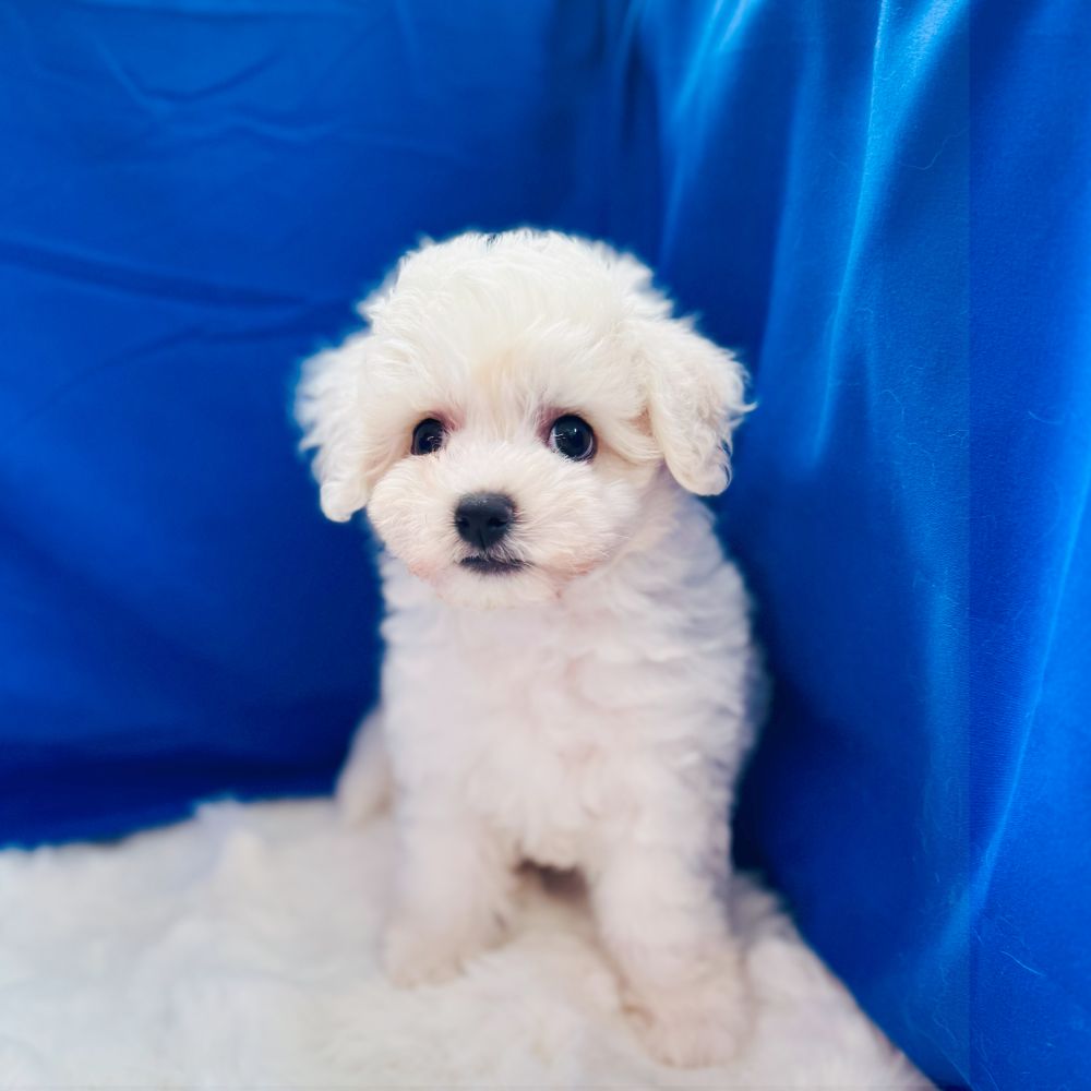 愛知県のビションフリーゼ (犬の家＆猫の里愛知刈谷店/2025年5月12日生まれ/男の子/ホワイト)の子犬の1枚目の画像