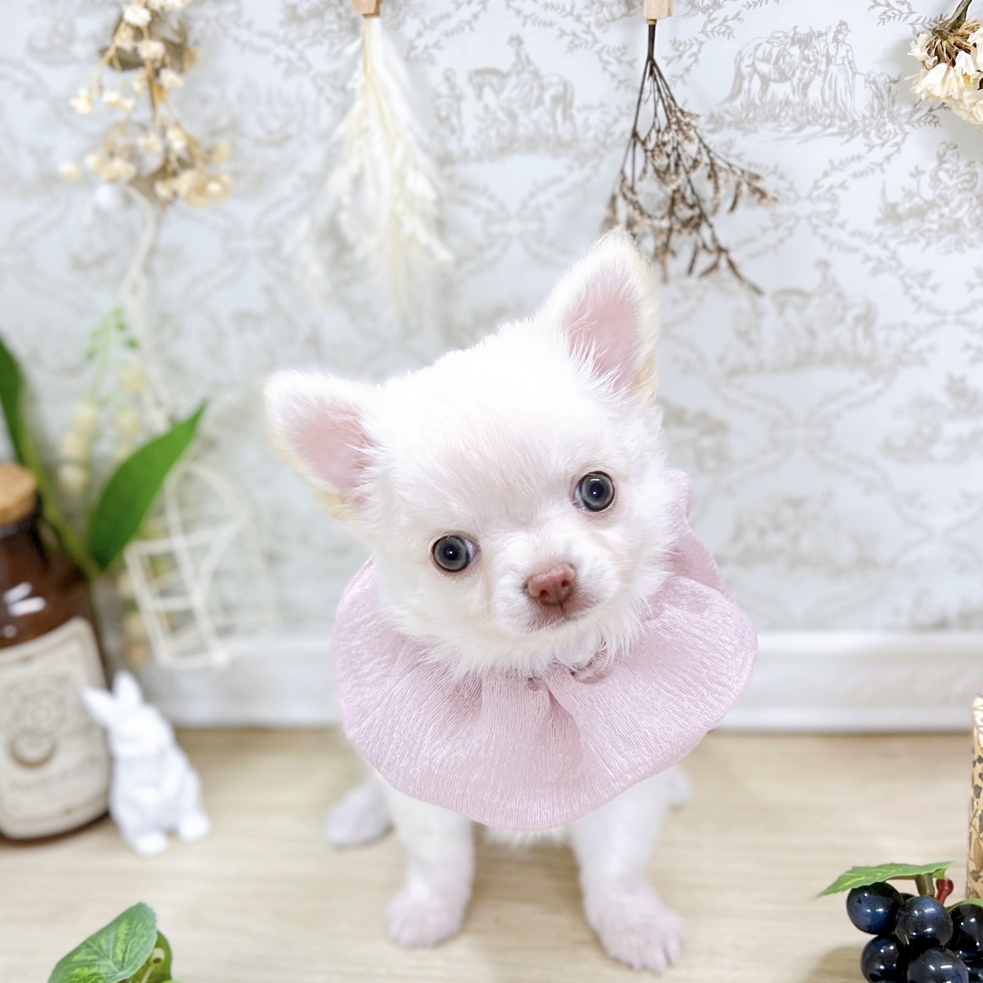 福井県のチワワ(ロング) (犬の家＆猫の里アミーゴ福井大和田店/2025年5月16日生まれ/女の子/クリーム)の子犬の1枚目の画像