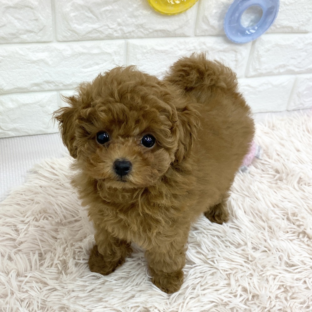愛知県のトイプードル(トイ) (犬の家＆猫の里MEGAドン・キホーテ東海名和店/2025年5月17日生まれ/女の子/レッドフォーン)の子犬の1枚目の画像