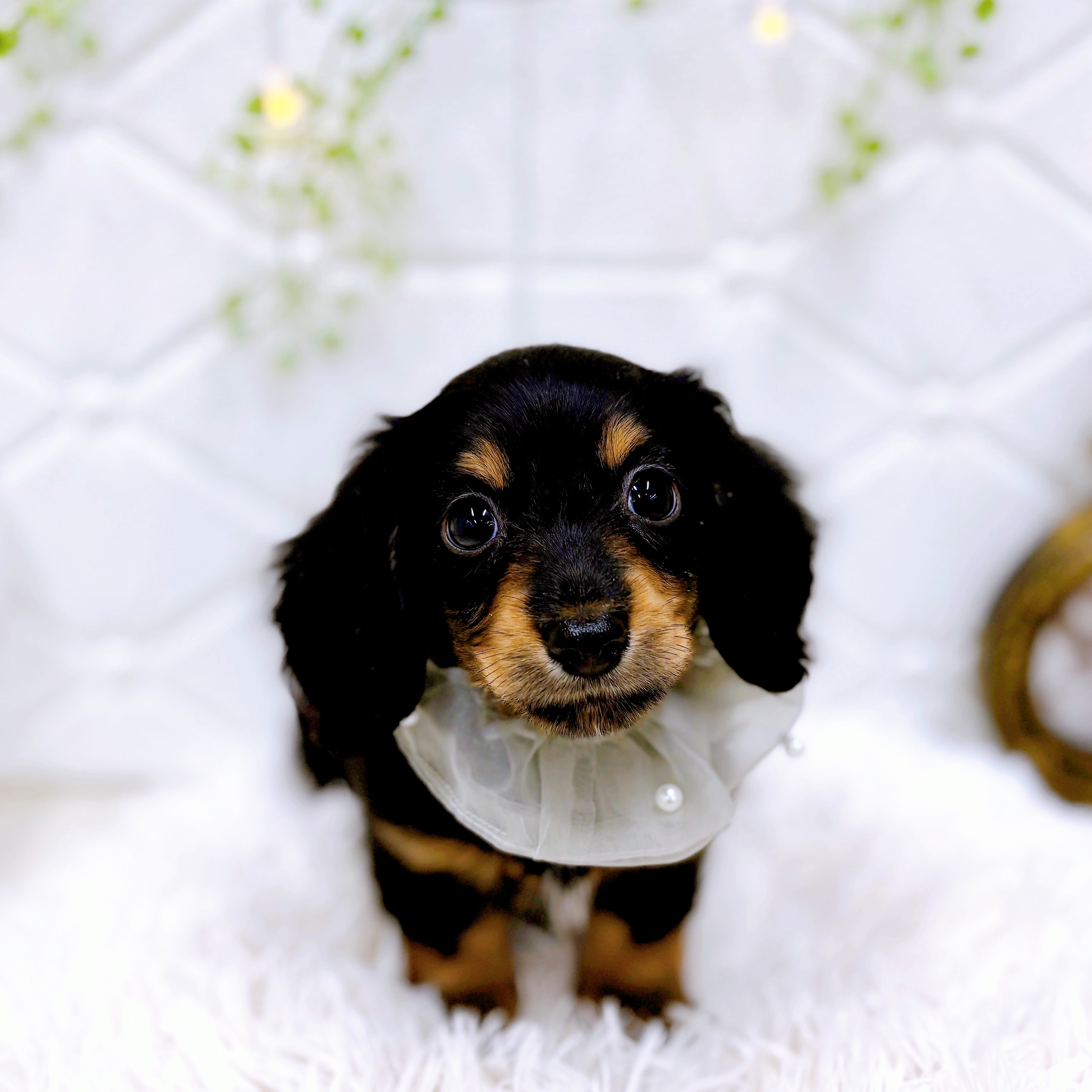 福井県のミニチュアダックスフンド(ロング) (犬の家＆猫の里アミーゴ福井店/2025年5月7日生まれ/男の子/ブラックタン)の子犬の1枚目の画像