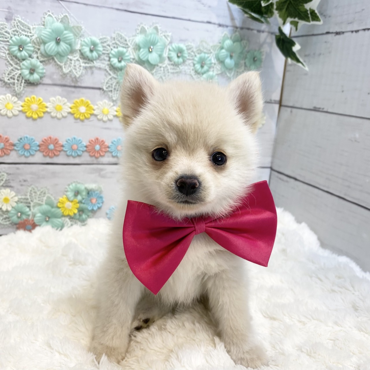 ハーフ犬女の子の写真