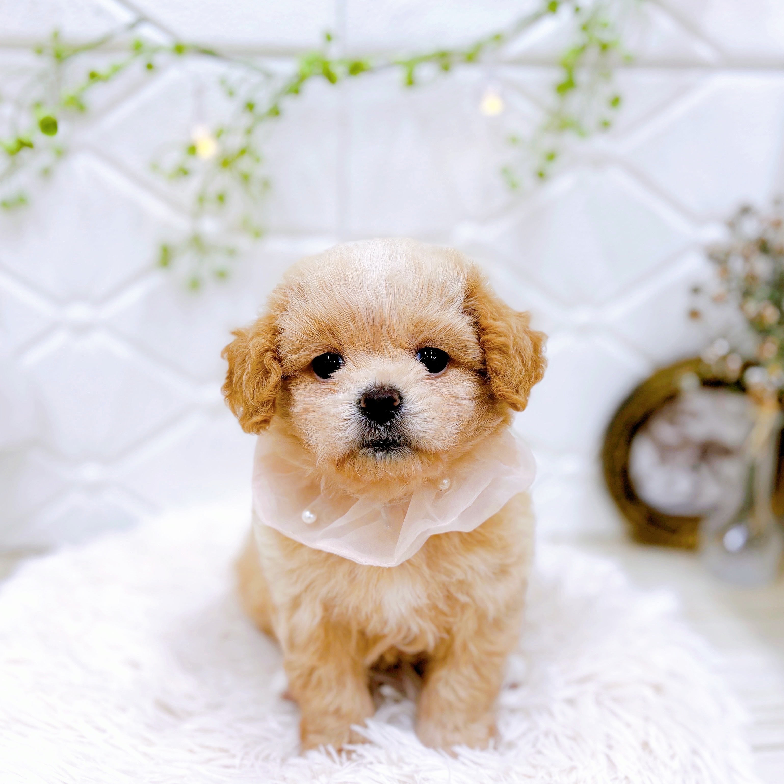 ハーフ犬女の子の写真