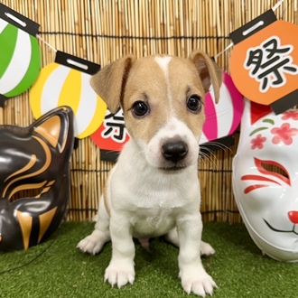 神奈川県のジャックラッセルテリア (犬の家＆猫の里小田原店/2025年5月20日生まれ/男の子/タンホワイト)の子犬の1枚目の画像