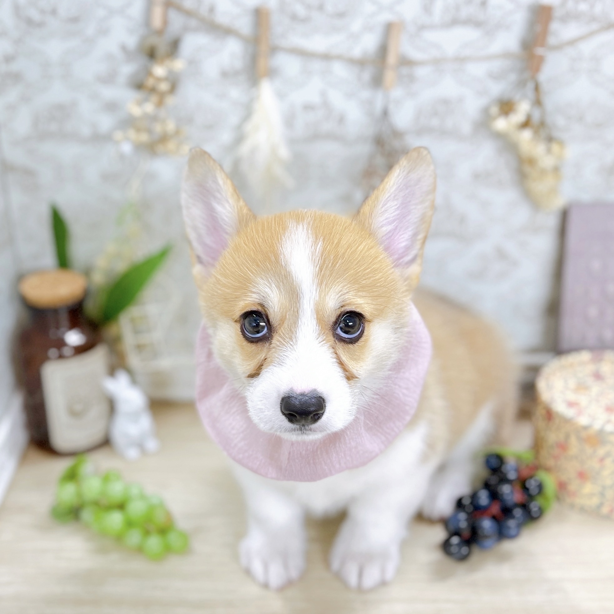 福井県のウェルシュコーギーペンブローク (犬の家＆猫の里アミーゴ福井大和田店/2025年5月21日生まれ/女の子/レッドホワイト)の子犬の1枚目の画像