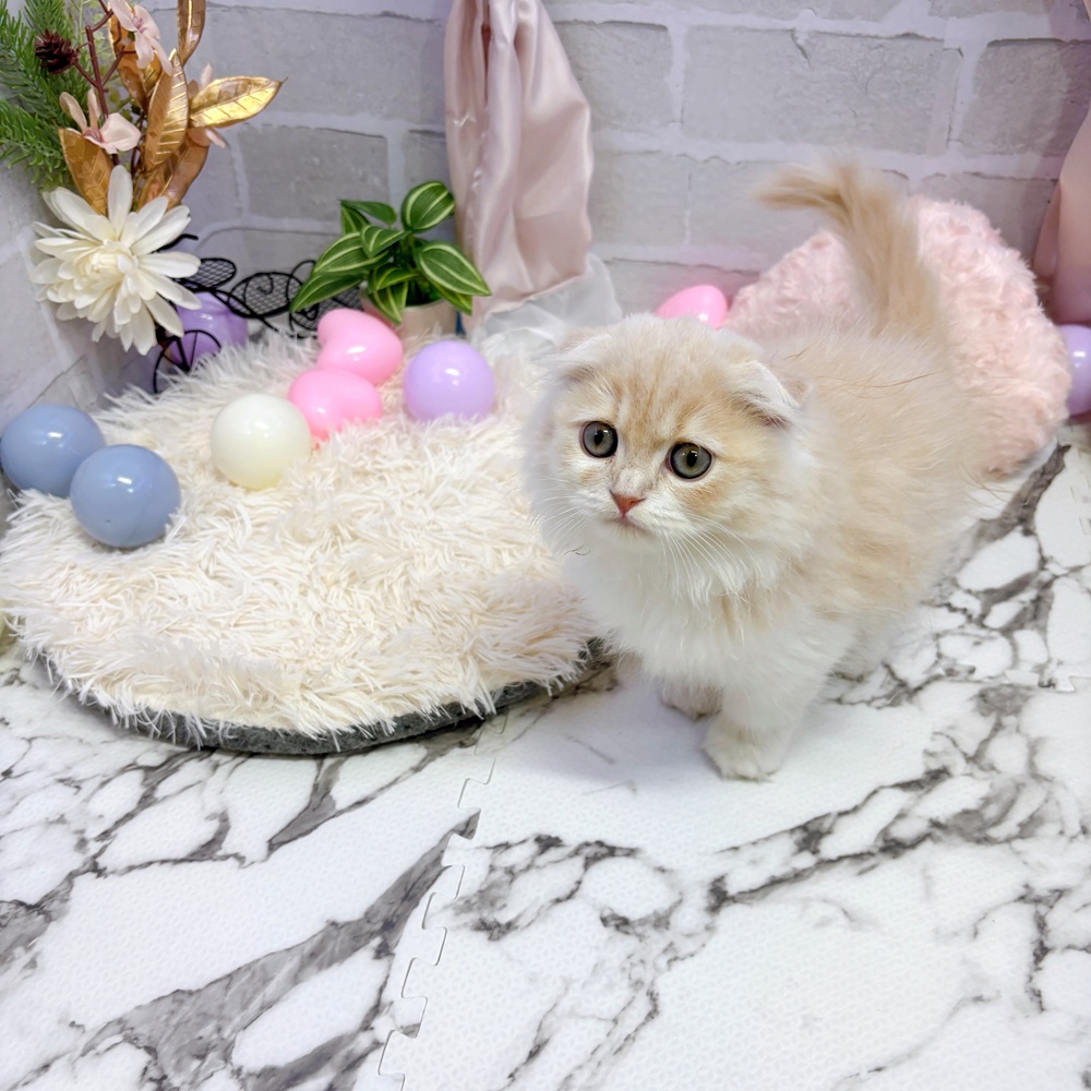 愛知県のスコティッシュフォールド (犬の家＆猫の里岡崎店/2025年5月15日生まれ/女の子/クリームタビーホワイト)の子猫の1枚目の画像