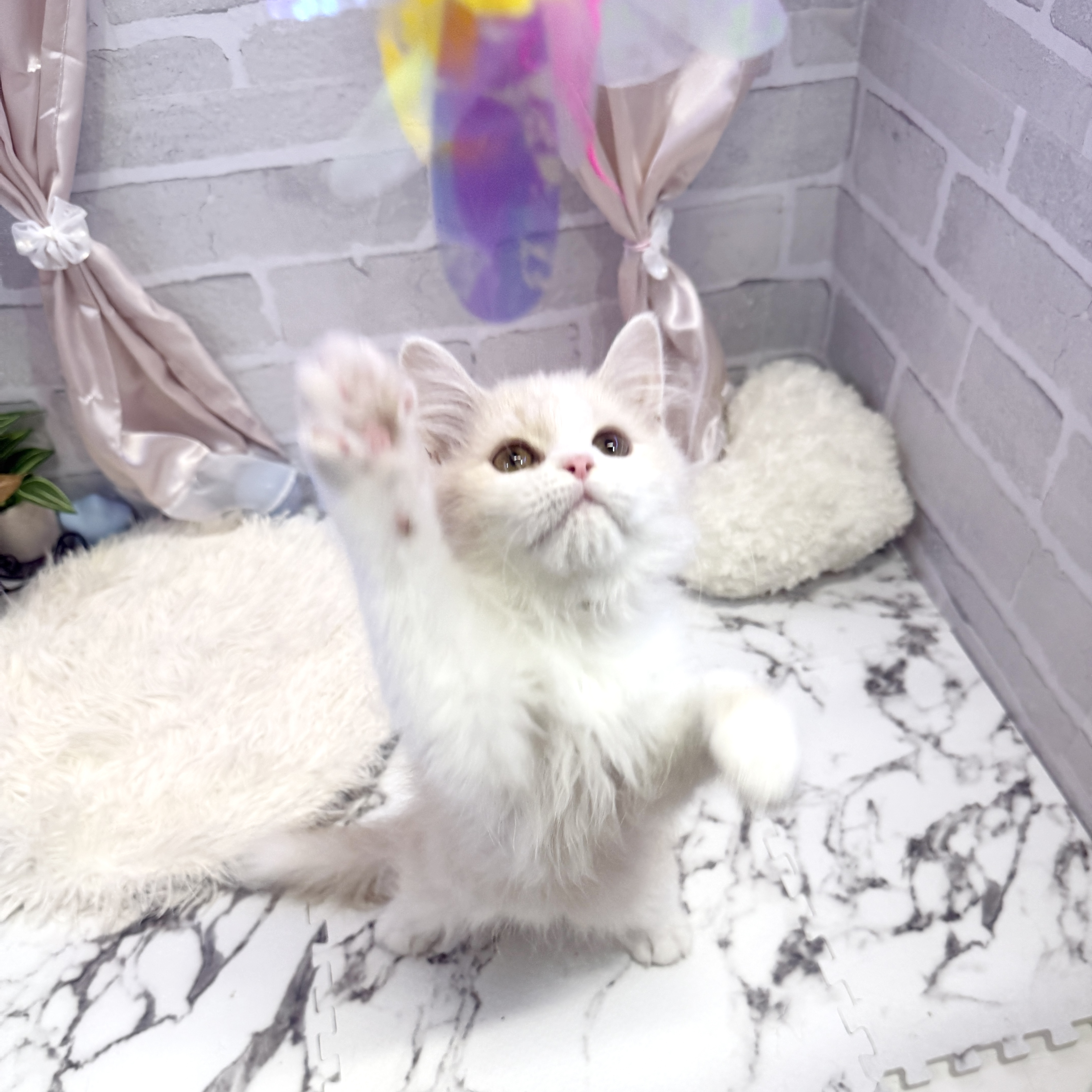 愛知県のスコティッシュストレート (犬の家＆猫の里岡崎店/2025年5月15日生まれ/男の子/クリームホワイト)の子猫の1枚目の画像