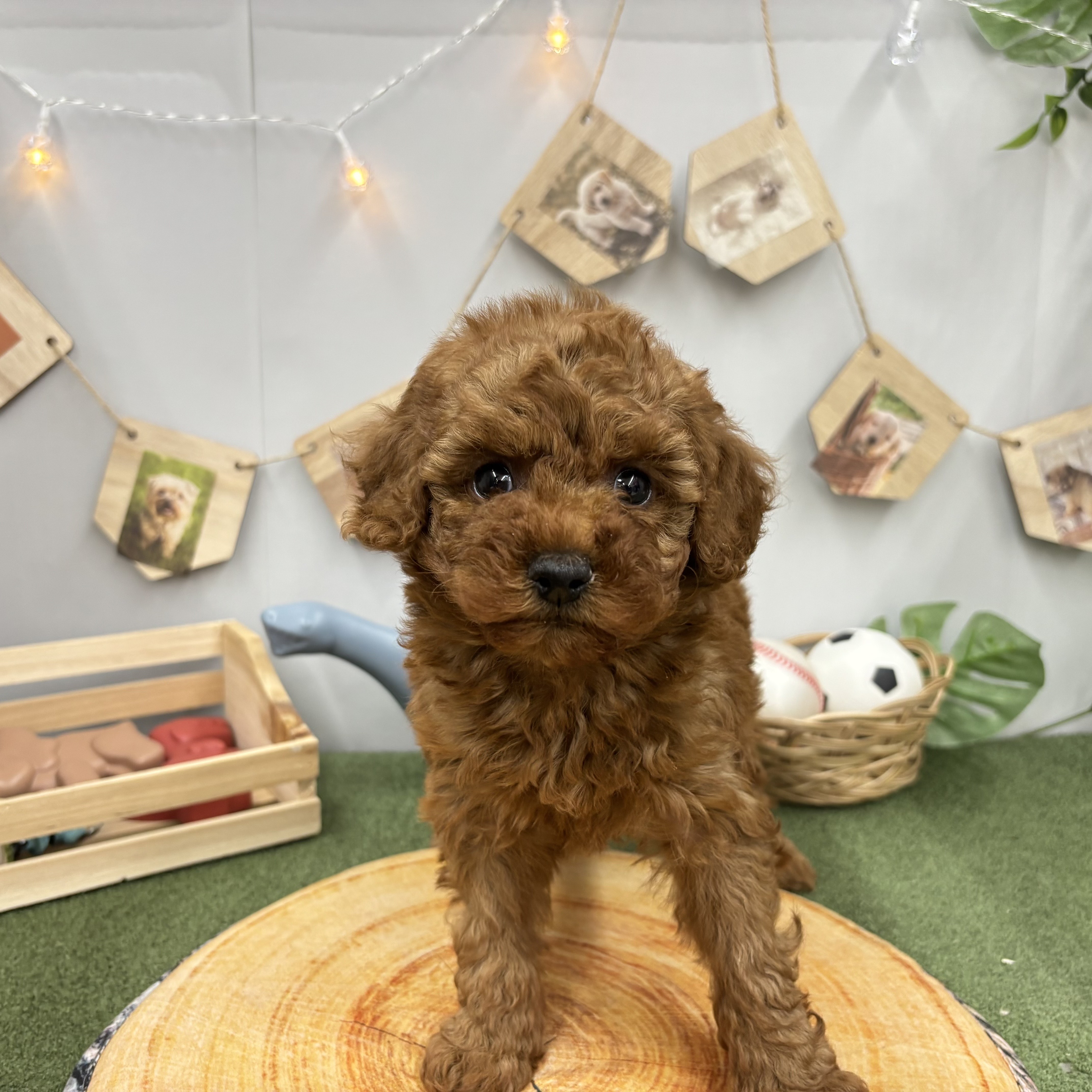 トコタン。トイプーレッドちゃん♡手のひらサイズ レッド(赤系)のトイプードルの子犬一覧 | ペットショップ 犬の家