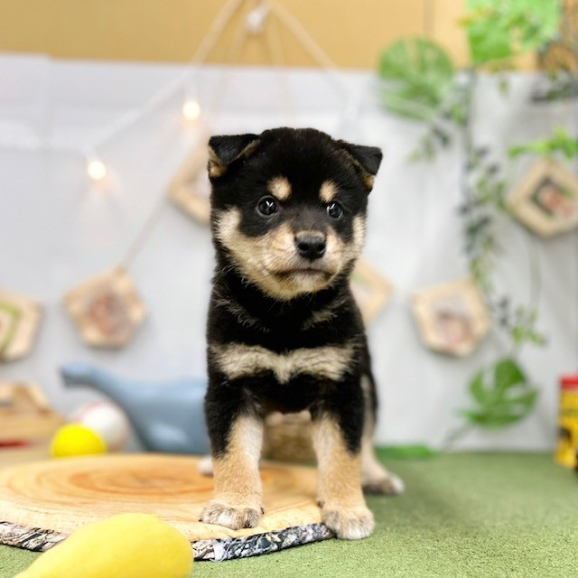 千葉県の柴犬(標準サイズ) (犬の家＆猫の里ワンズモール稲毛店/2025年5月27日生まれ/男の子/黒)の子犬の1枚目の画像