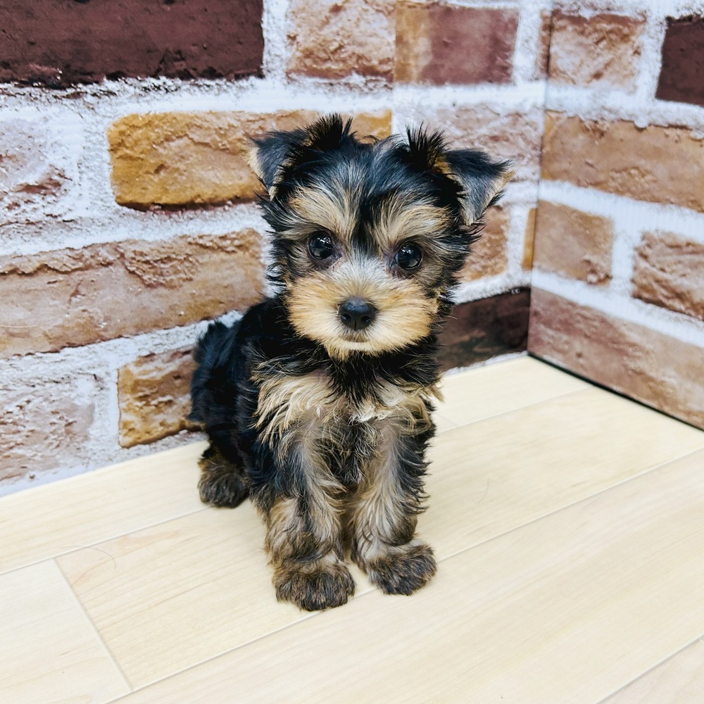 愛知県のヨークシャーテリア (犬の家＆猫の里七宝店/2025年5月27日生まれ/女の子/スチールブルータン)の子犬の1枚目の画像