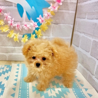 静岡県のポメプー(ポメラニアン×プードル) (犬の家＆猫の里プレ葉ウォーク浜北店/2025年5月28日生まれ/男の子/アプリコット)の子犬の1枚目の画像
