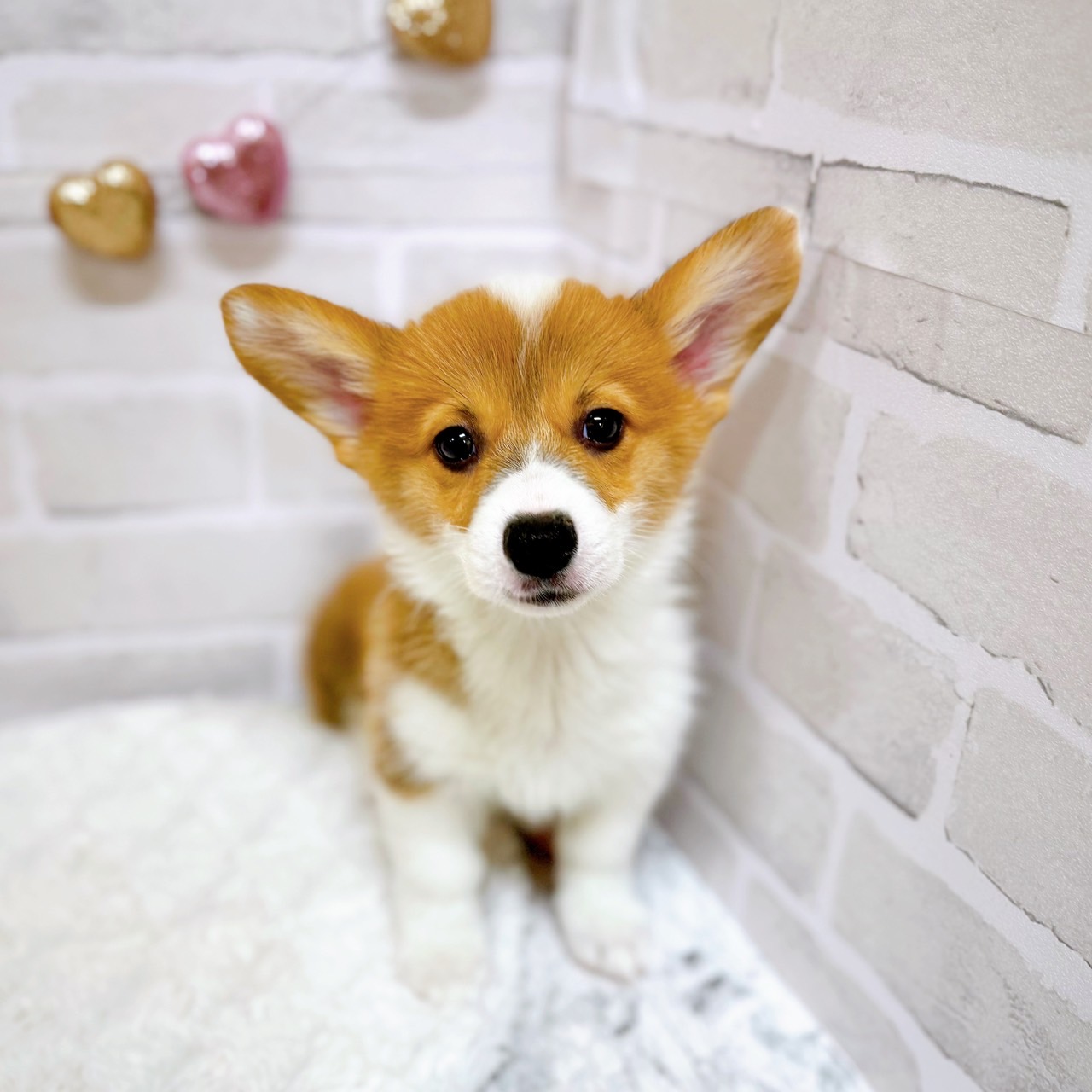 京都府のウェルシュコーギーペンブローク (犬の家＆猫の里京都精華店/2025年5月29日生まれ/男の子/レッドホワイト)の子犬の1枚目の画像