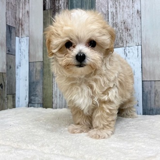 静岡県のマルプー(マルチーズ×プードル) (犬の家＆猫の里マークイズ静岡店/2025年6月1日生まれ/男の子/クリームホワイト)の子犬の1枚目の画像