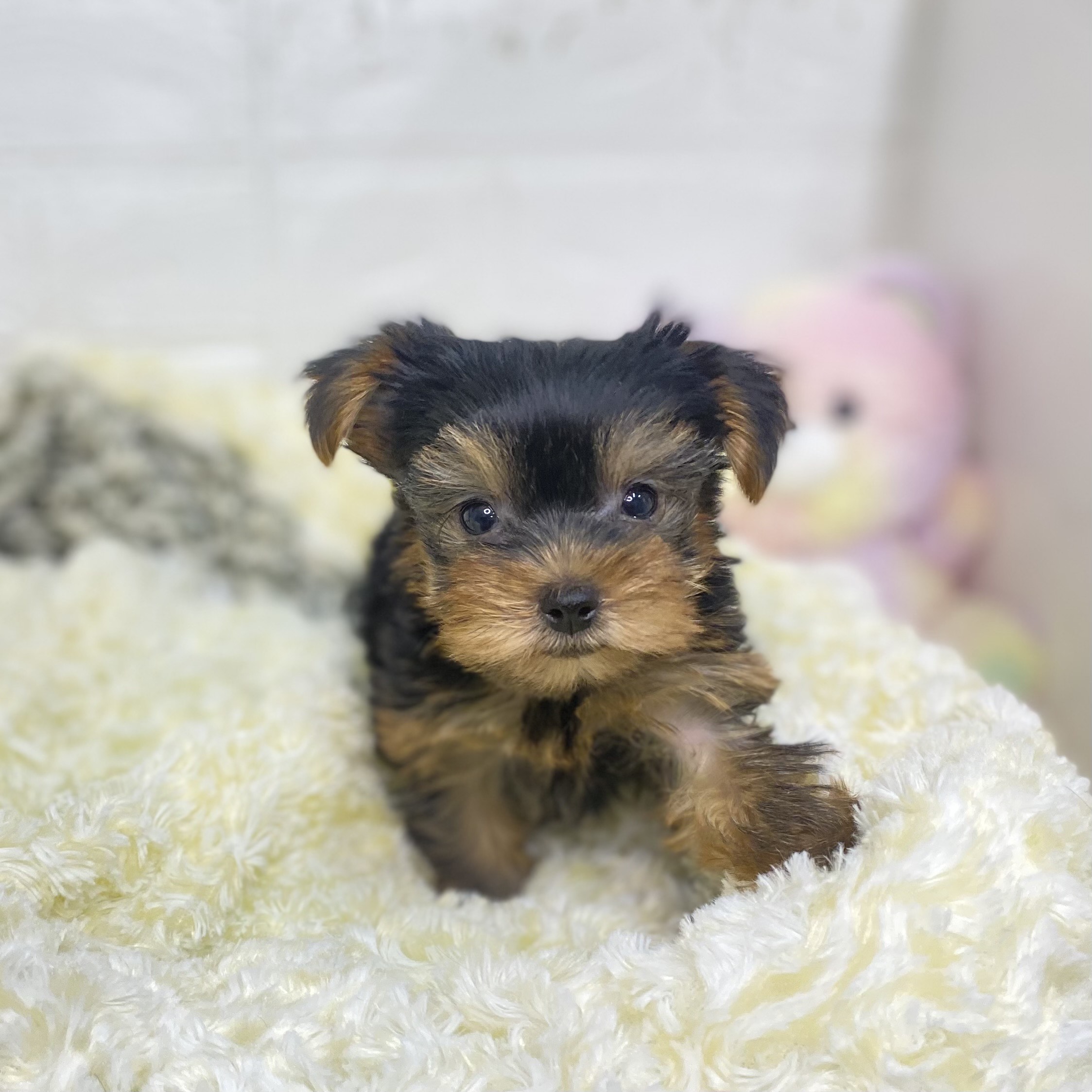 長野県のヨークシャーテリア (犬の家＆猫の里長野店/2025年6月1日生まれ/女の子/スチールブルータン)の子犬の1枚目の画像