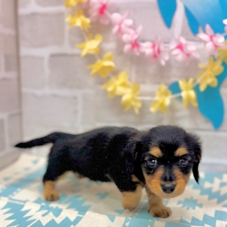 静岡県のミニチュアダックスフンド(ロング) (犬の家＆猫の里プレ葉ウォーク浜北店/2025年5月31日生まれ/男の子/ブラックタン)の子犬の1枚目の画像