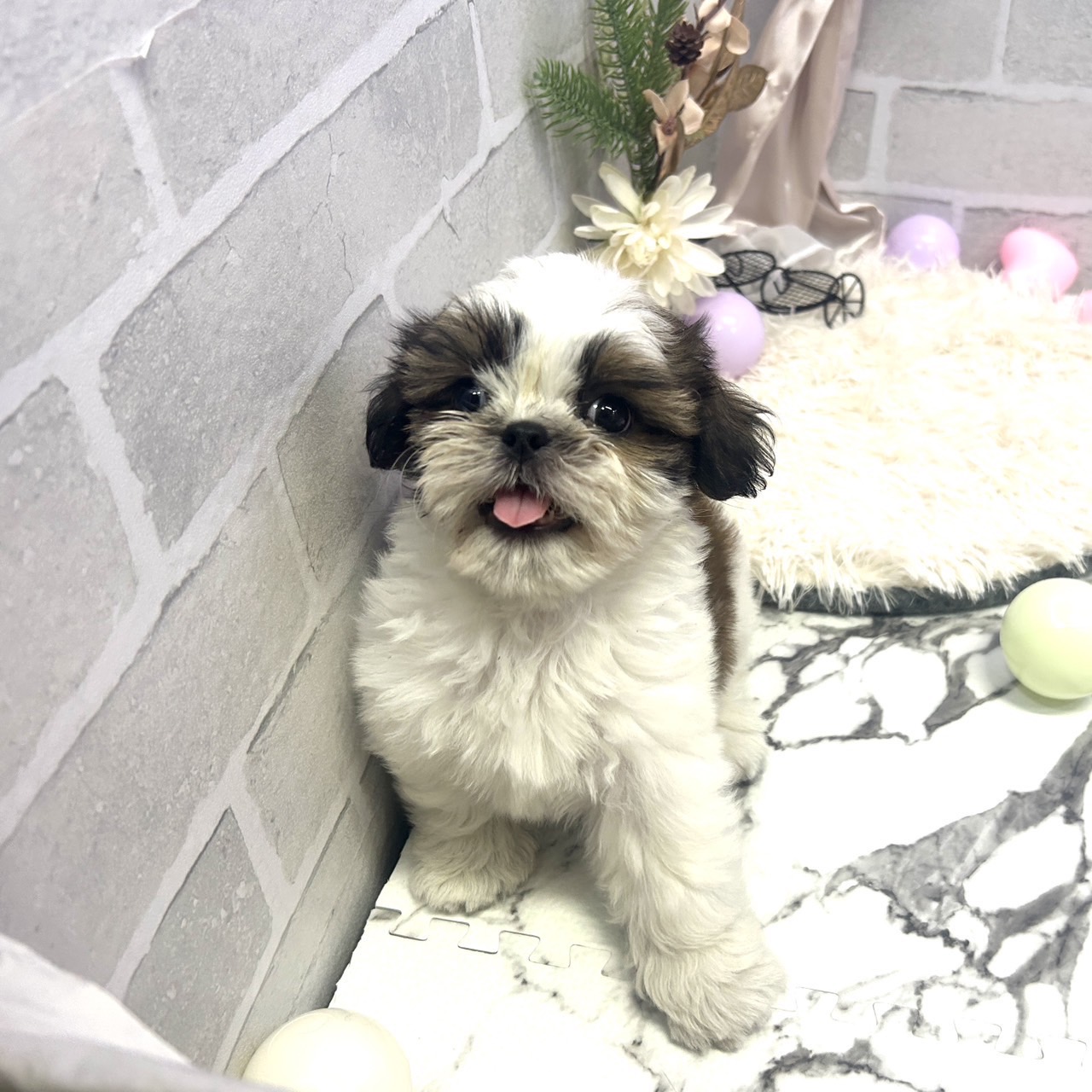 愛知県のシーズー (犬の家＆猫の里岡崎店/2025年6月1日生まれ/女の子/ホワイトゴールド)の子犬の1枚目の画像