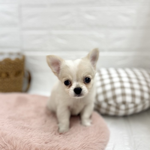 静岡県のチワワ(ロング) (犬の家＆猫の里プレ葉ウォーク浜北店/2025年6月2日生まれ/女の子/ホワイトクリーム)の子犬の1枚目の画像