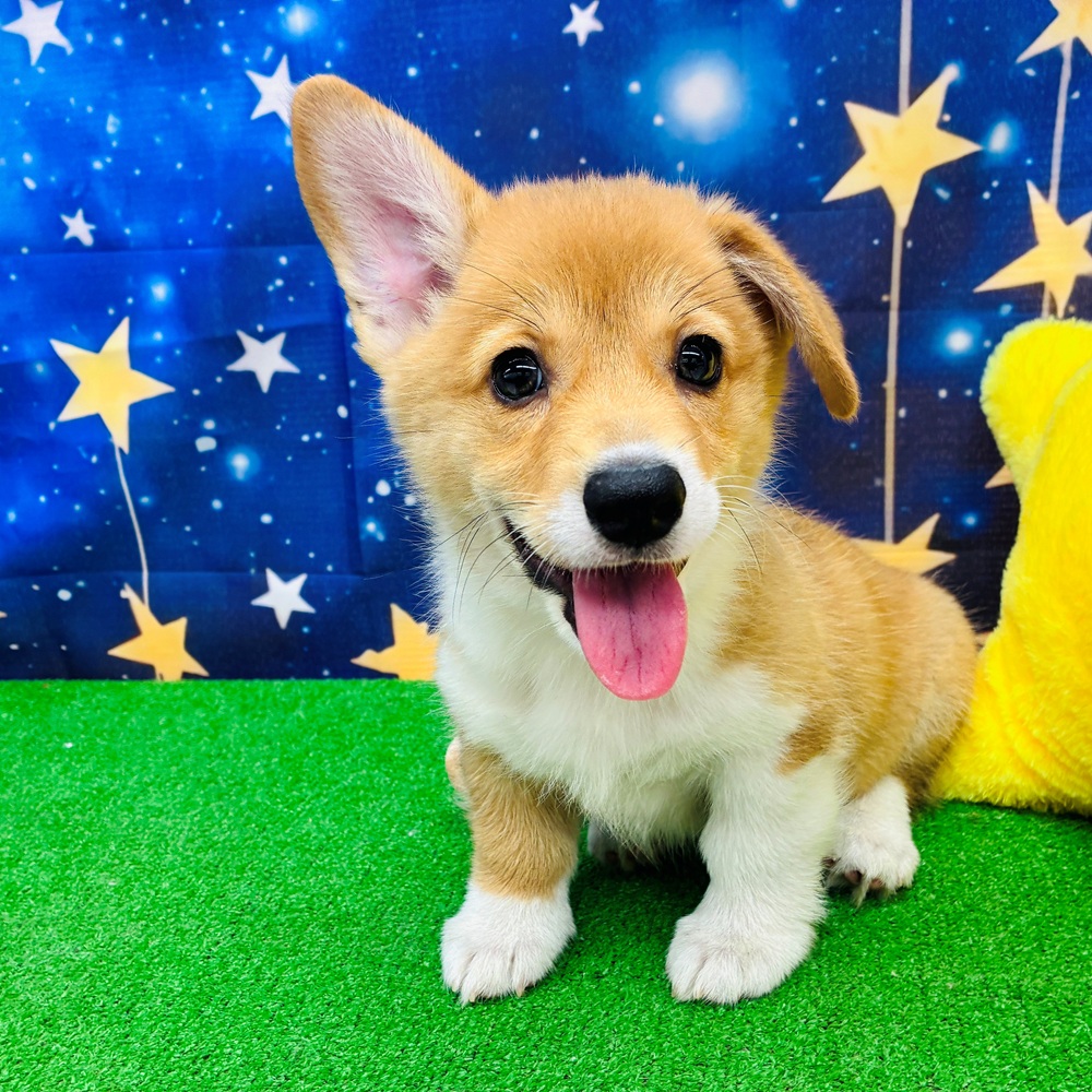 愛知県のウェルシュコーギーペンブローク (犬の家＆猫の里名古屋天白店/2025年6月4日生まれ/女の子/セーブルホワイト)の子犬の1枚目の画像