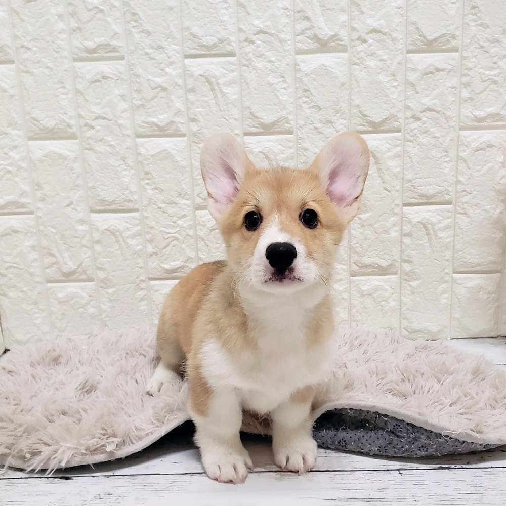 岡山県のウェルシュコーギーペンブローク (犬の家＆猫の里岡山店/2025年6月4日生まれ/男の子/セーブルホワイト)の子犬の1枚目の画像