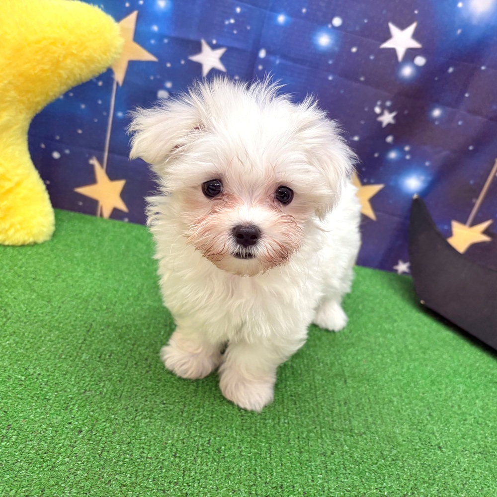 愛知県のマルチーズ (犬の家＆猫の里名古屋天白店/2025年6月5日生まれ/男の子/ホワイト)の子犬の1枚目の画像