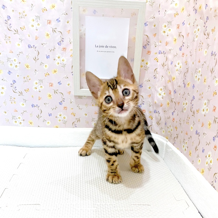 石川県のベンガル (犬の家＆猫の里金沢店/2025年6月6日生まれ/女の子/ブラウンスポットタビー)の子猫の1枚目の画像