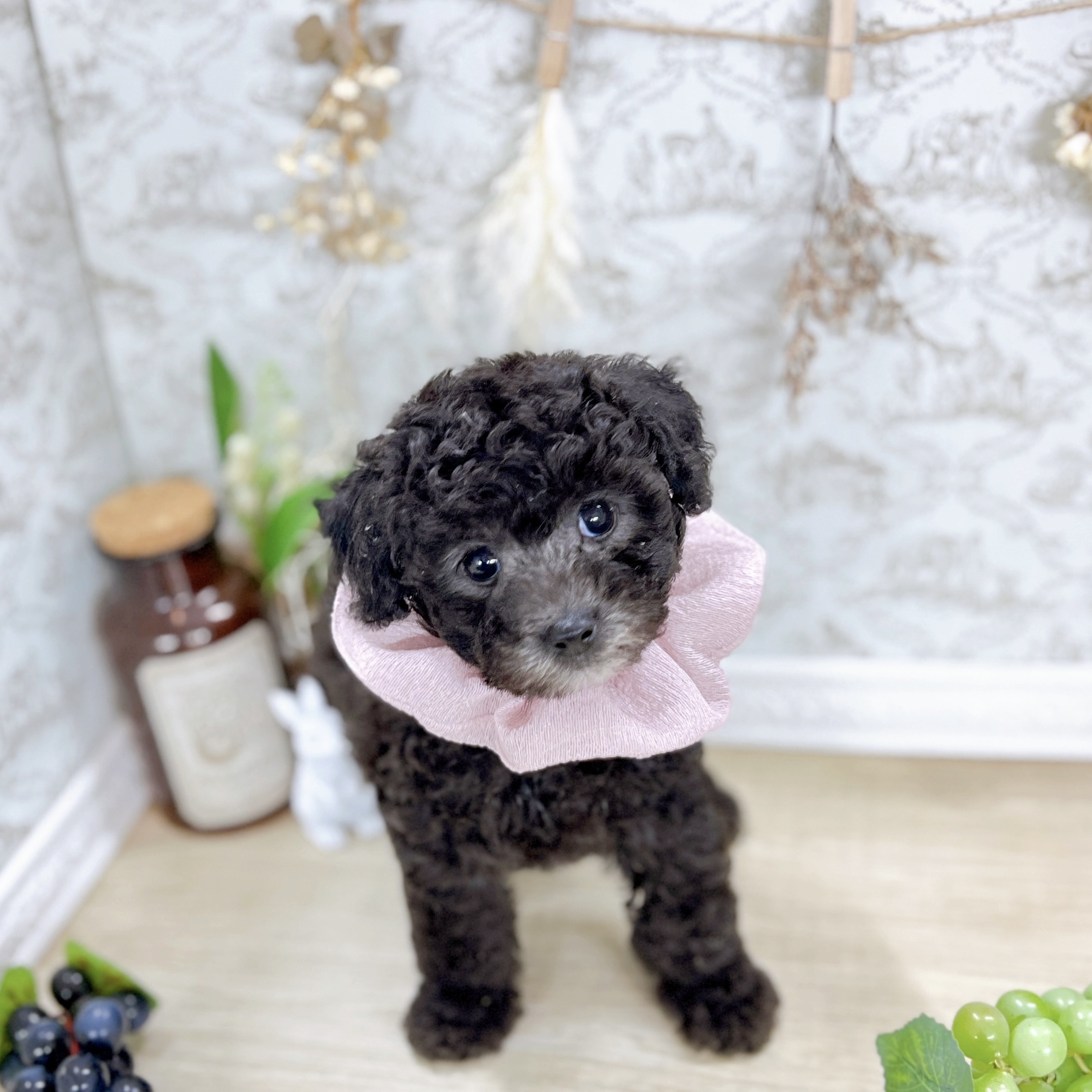 福井県のトイプードル(トイ) (犬の家＆猫の里アミーゴ福井大和田店/2025年6月6日生まれ/女の子/シルバー)の子犬