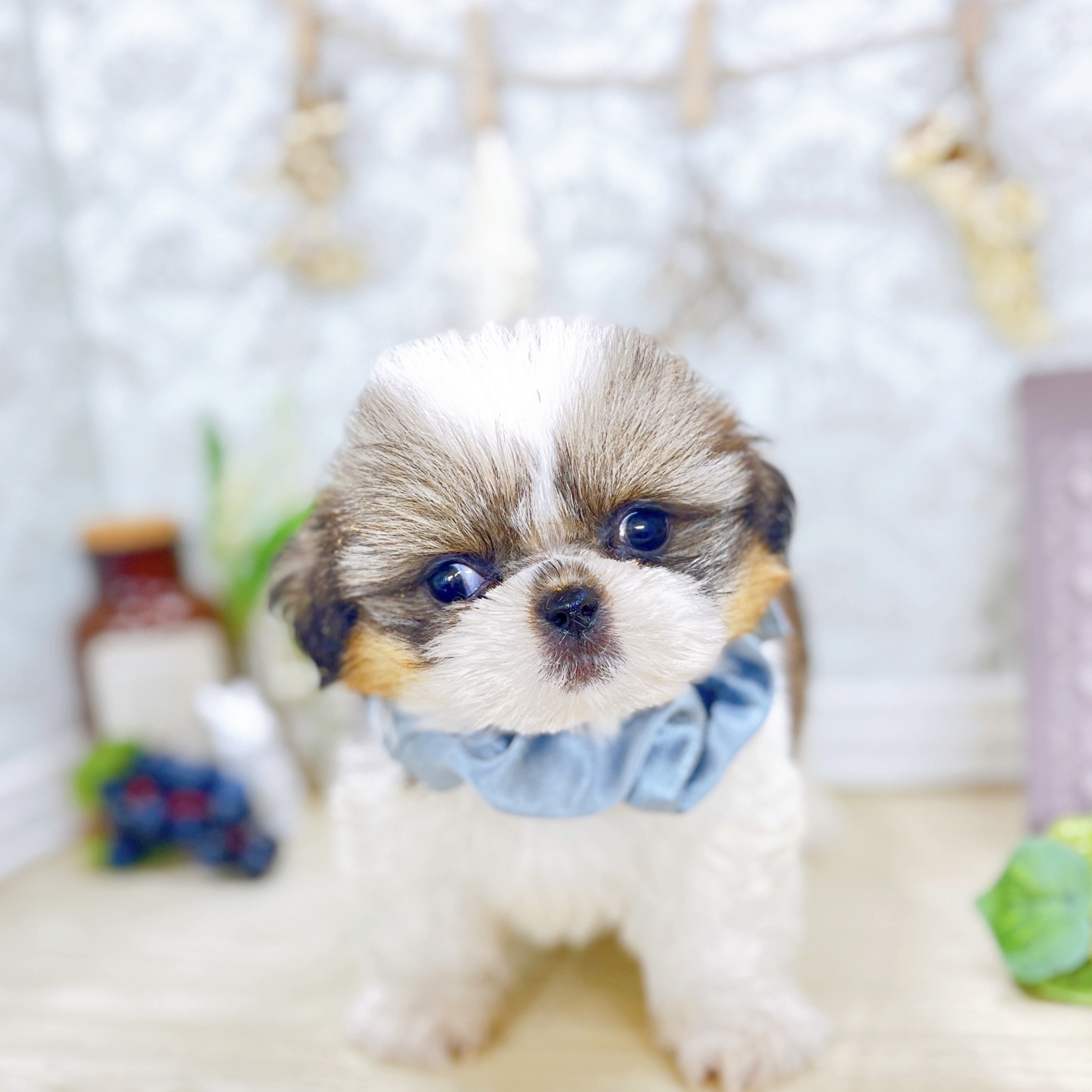 福井県のシーズー (犬の家＆猫の里アミーゴ福井大和田店/2025年6月6日生まれ/男の子/ゴールドホワイト)の子犬