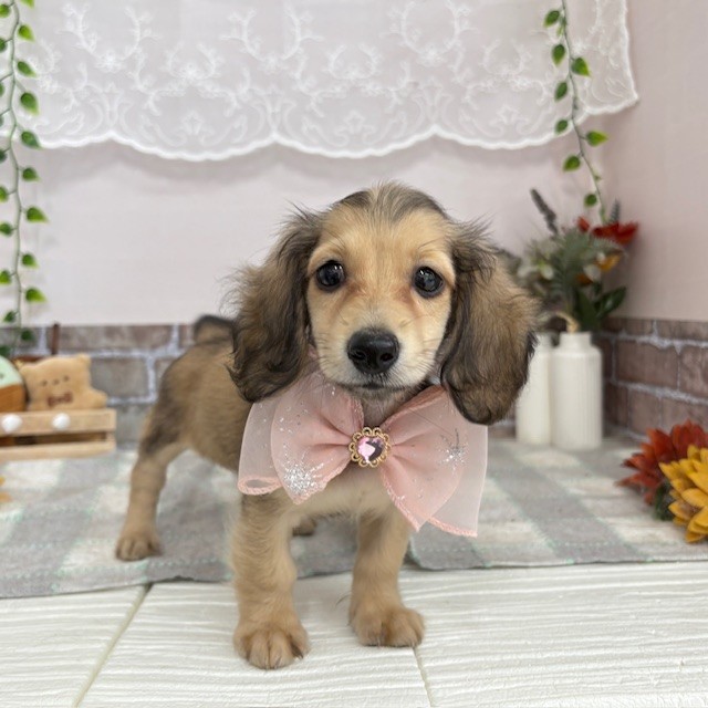 愛知県のミニチュアダックスフンド(ロング) (犬の家＆猫の里碧南店/2025年6月5日生まれ/女の子/シェーデットイエロー)の子犬の1枚目の画像