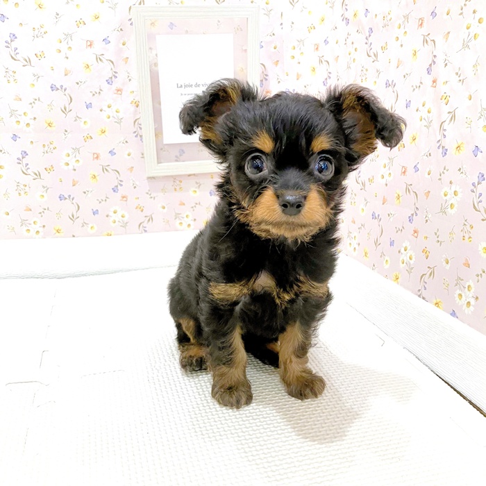 石川県のチワプー/プーチー(チワワ×プードル) (犬の家＆猫の里金沢店/2025年6月6日生まれ/女の子/ブラックタン)の子犬の1枚目の画像