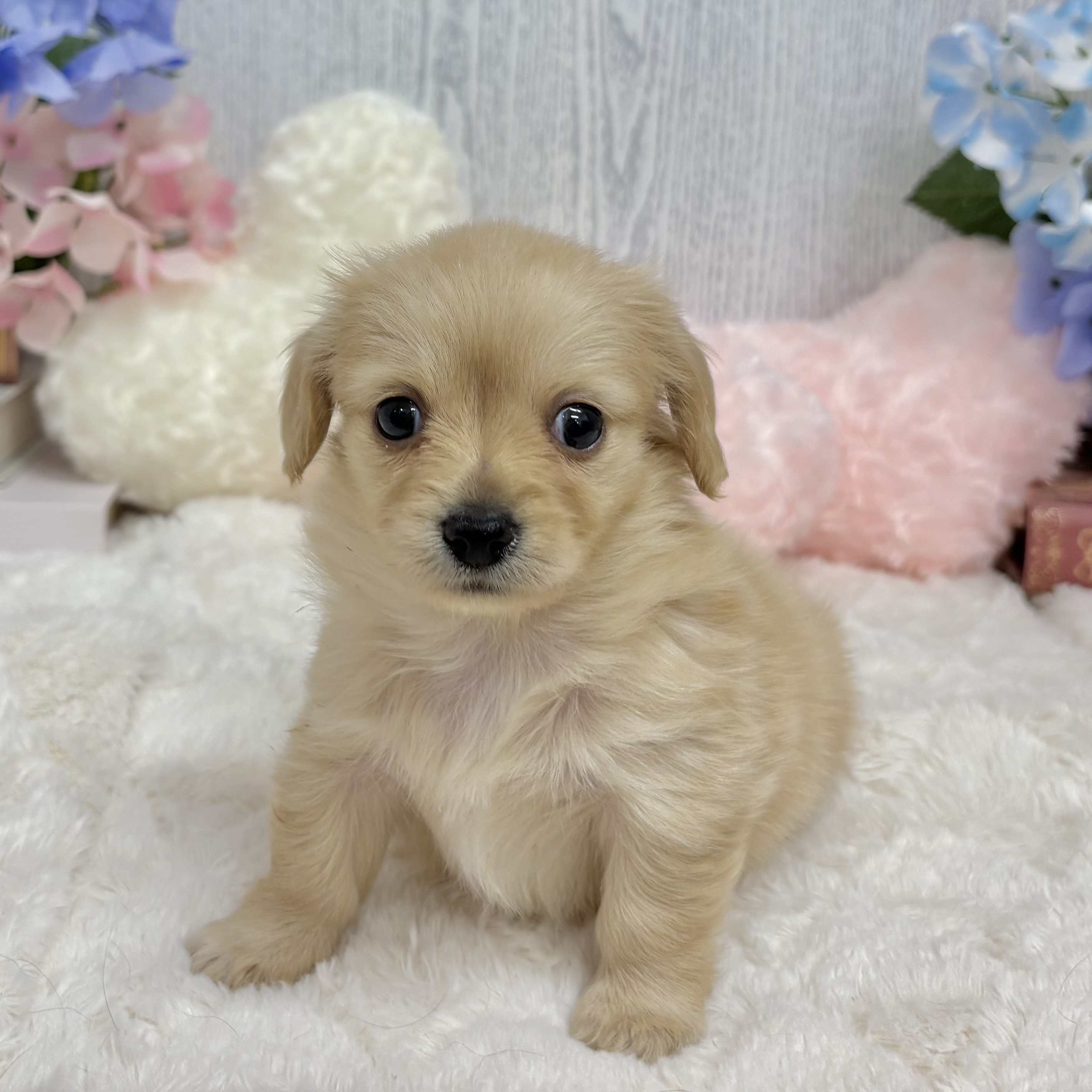 神奈川県のチワックス(チワワ×ダックス) (犬の家＆猫の里相模原店/2025年6月8日生まれ/男の子/クリーム)の子犬