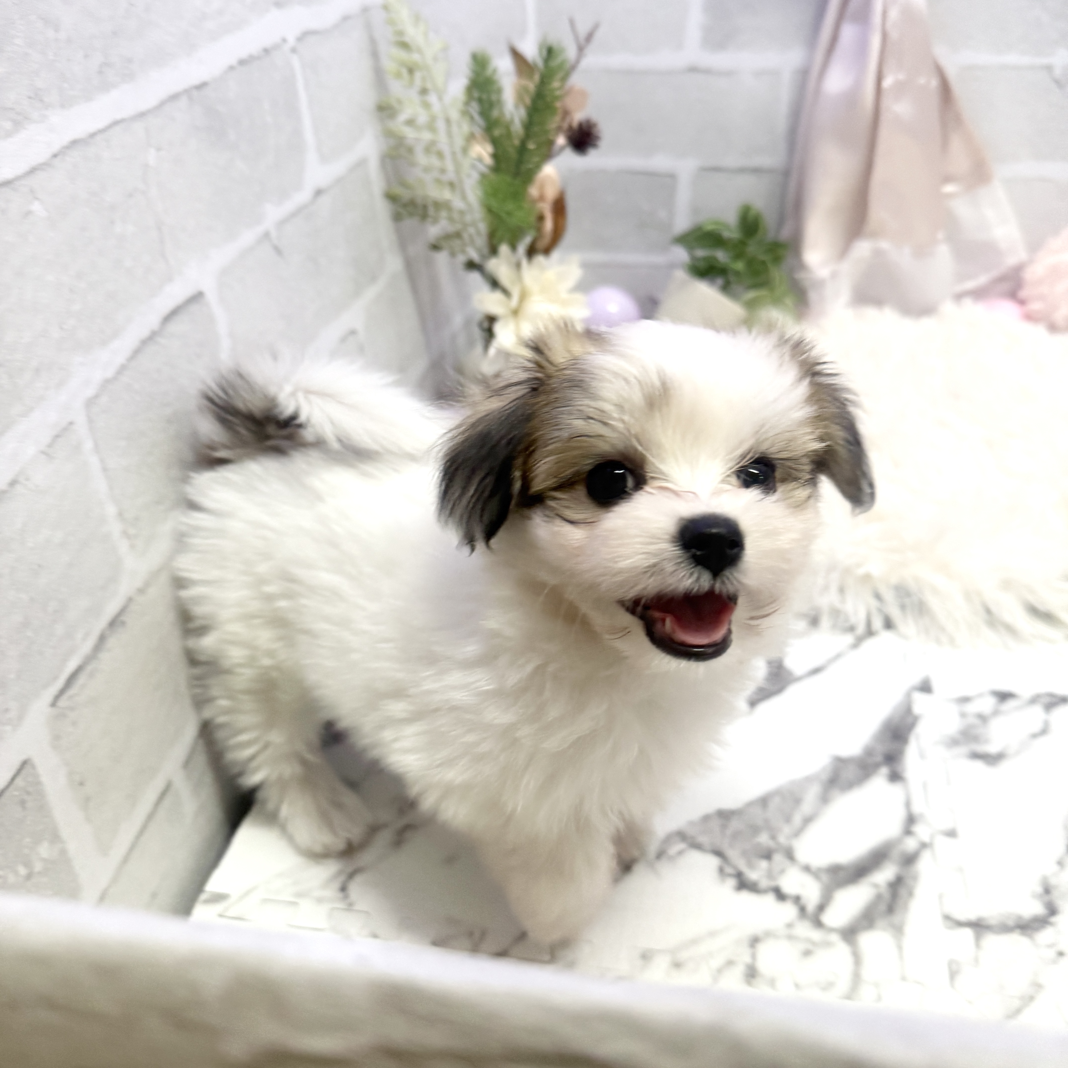 愛知県のハーフ犬・ミックス犬 (犬の家＆猫の里岡崎店/2025年6月9日生まれ/女の子/ホワイトレッド)の子犬の1枚目の画像