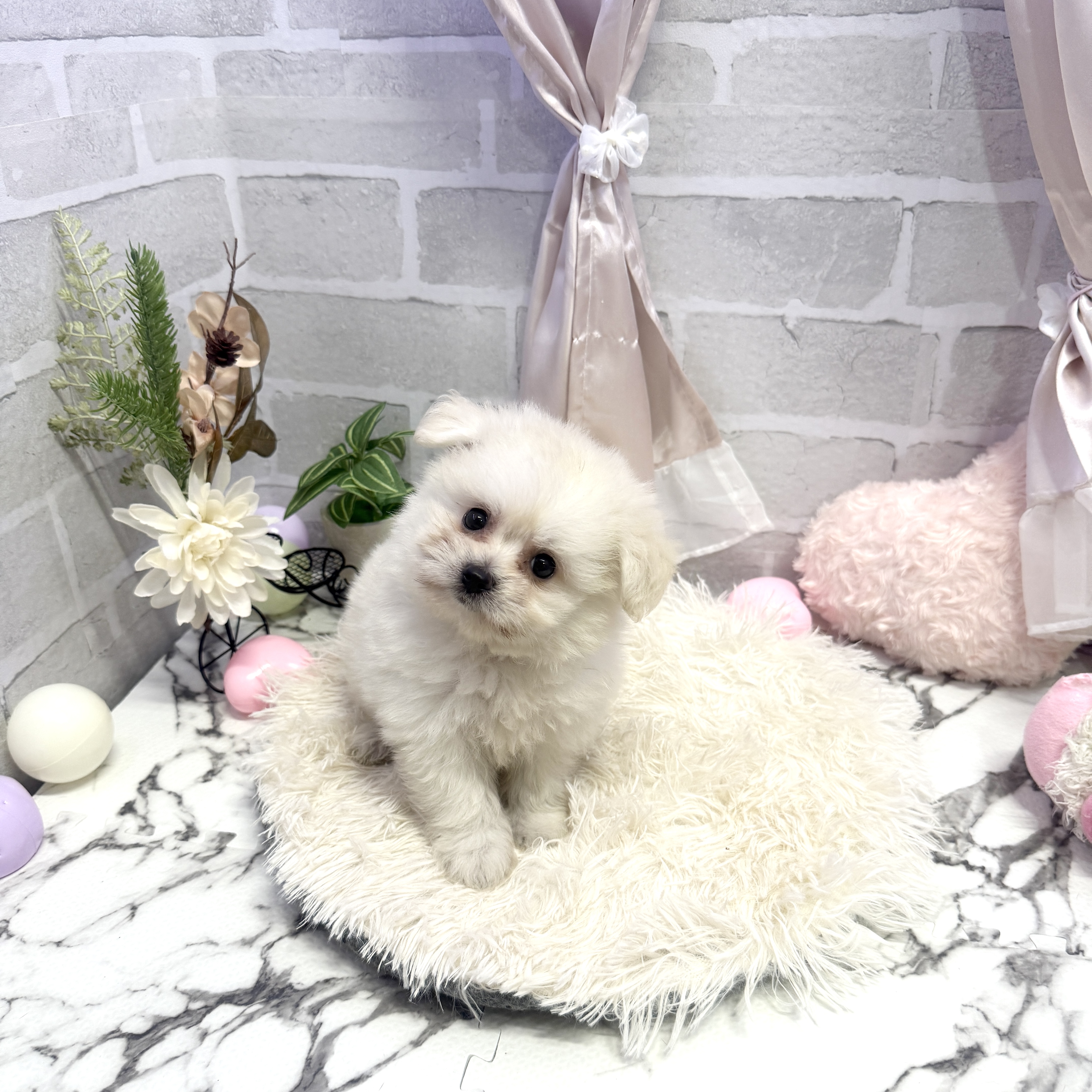 愛知県のポメビション(ポメラニアン×ビションフリーゼ) (犬の家＆猫の里岡崎店/2025年6月9日生まれ/女の子/クリーム)の子犬の1枚目の画像