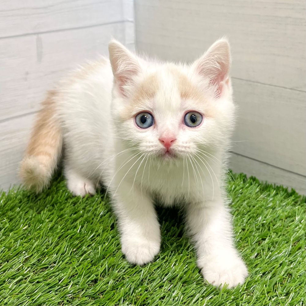 愛知県のブリティッシュショートヘアー (犬の家＆猫の里豊田店/2025年6月10日生まれ/女の子/クリームホワイトバン)の子猫の1枚目の画像
