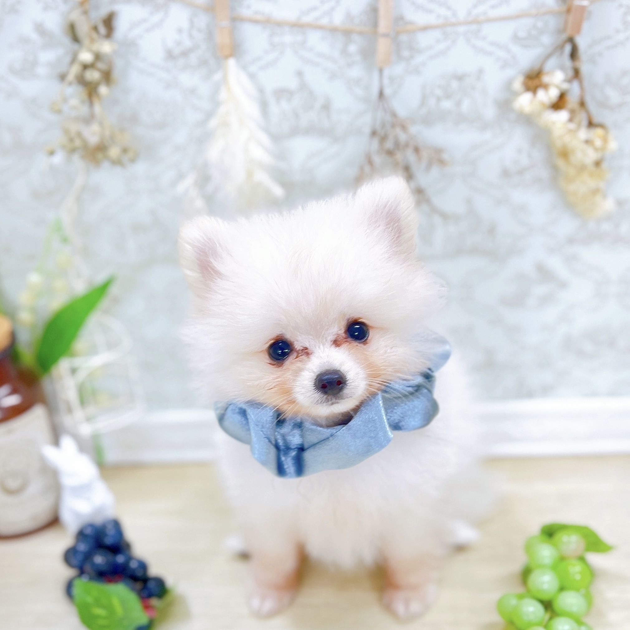 福井県のポメラニアン (犬の家＆猫の里アミーゴ福井大和田店/2025年6月10日生まれ/男の子/クリーム)の子犬の1枚目の画像