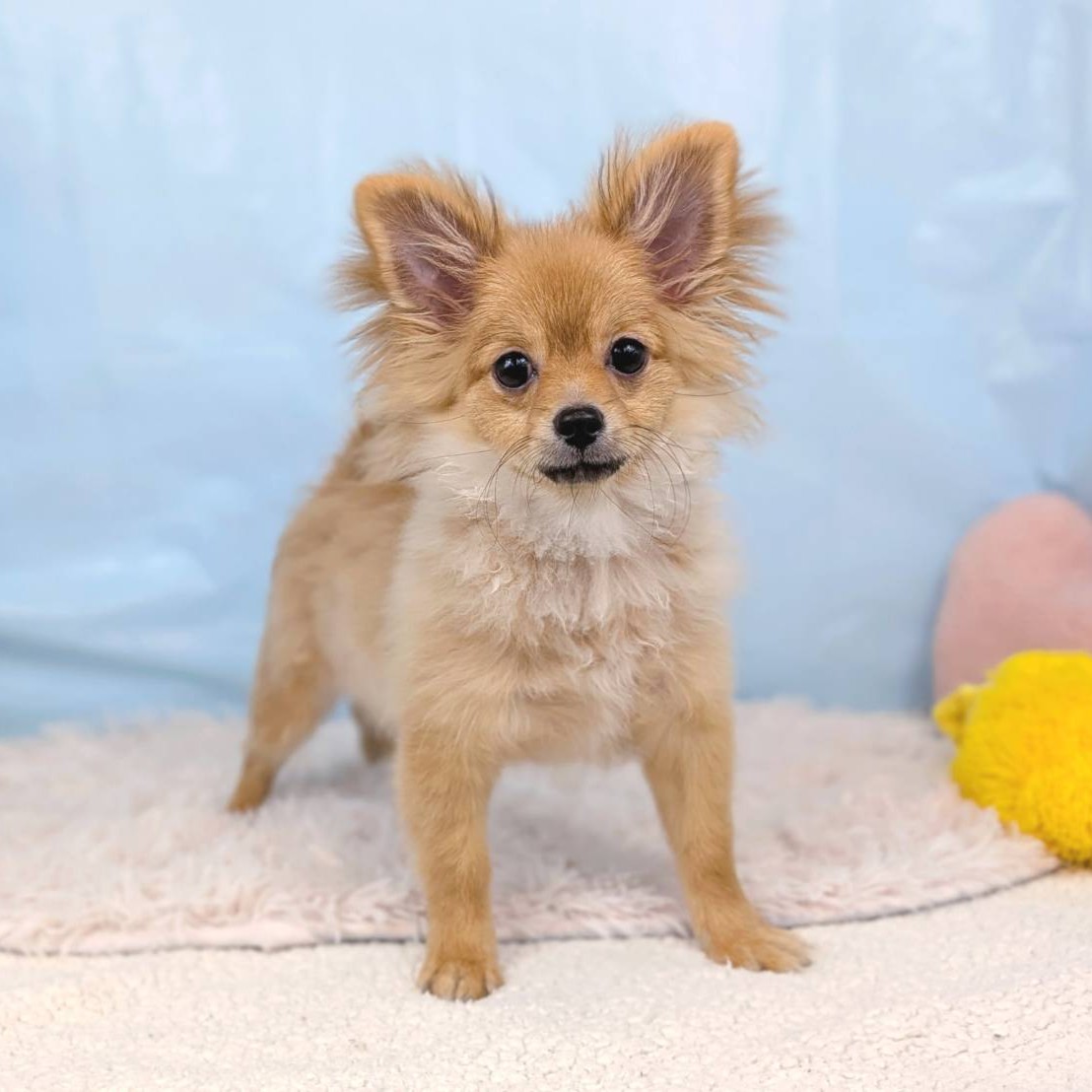 兵庫県のポメチワ/チワポメ/ポメチー(ポメラニアン×チワワ) (犬の家＆猫の里川西店/2025年6月13日生まれ/男の子/オレンジ)の子犬の1枚目の画像
