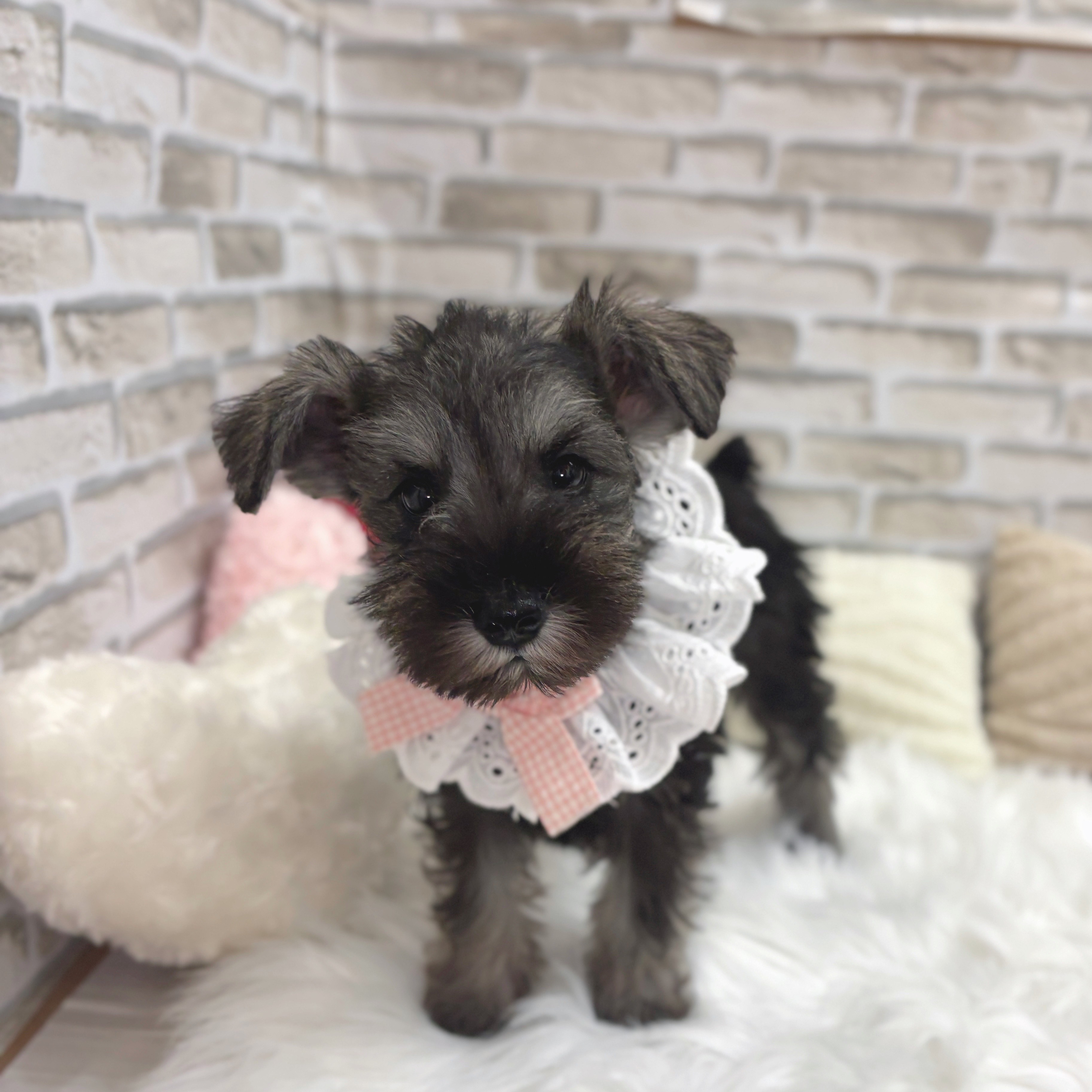 神奈川県のミニチュアシュナウザー (犬の家＆猫の里モザイクモール港北店/2025年6月16日生まれ/女の子/ソルトペッパー)の子犬